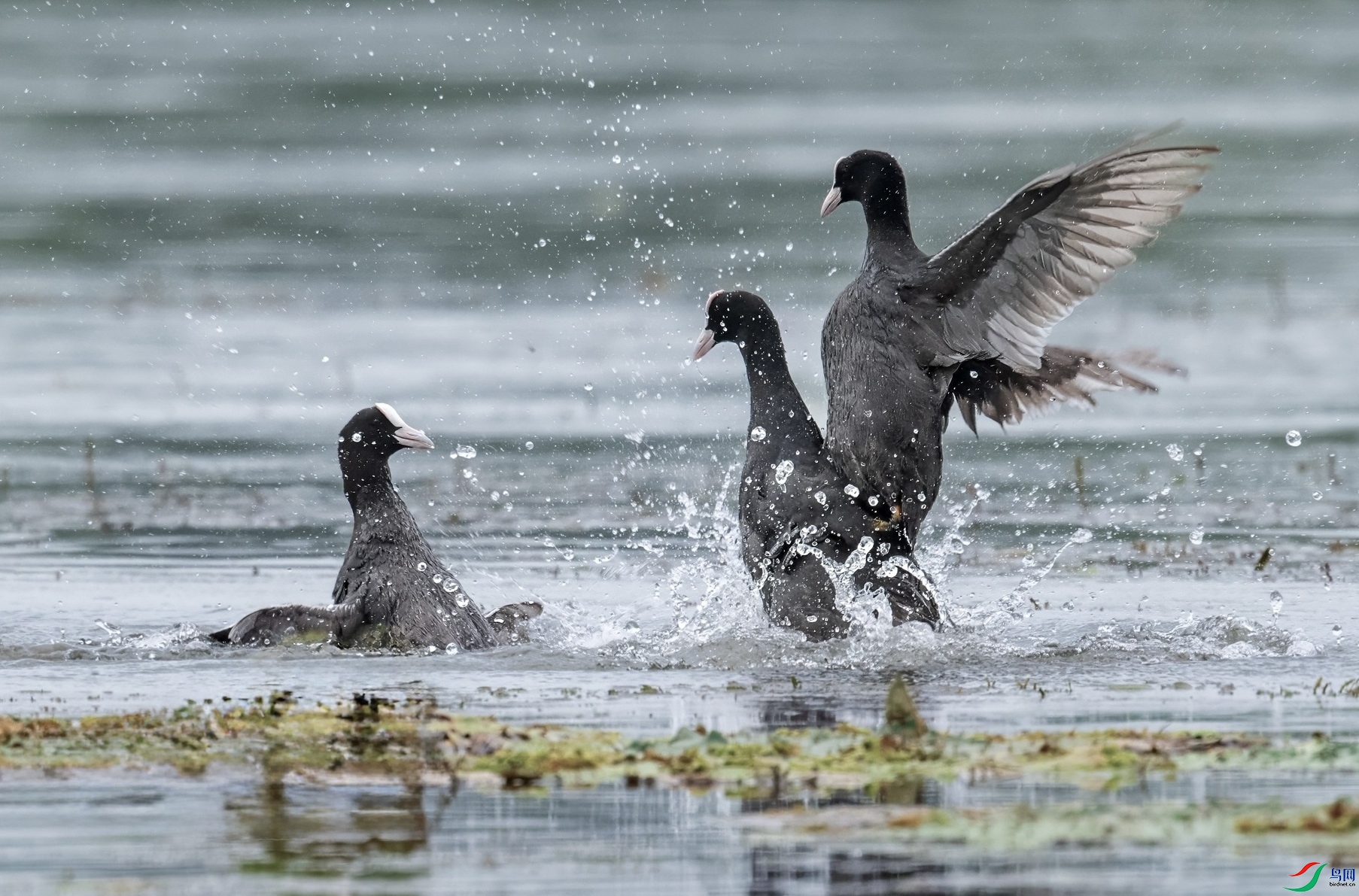 _DSC4687 ����-01_edit_2130755312553325.jpg