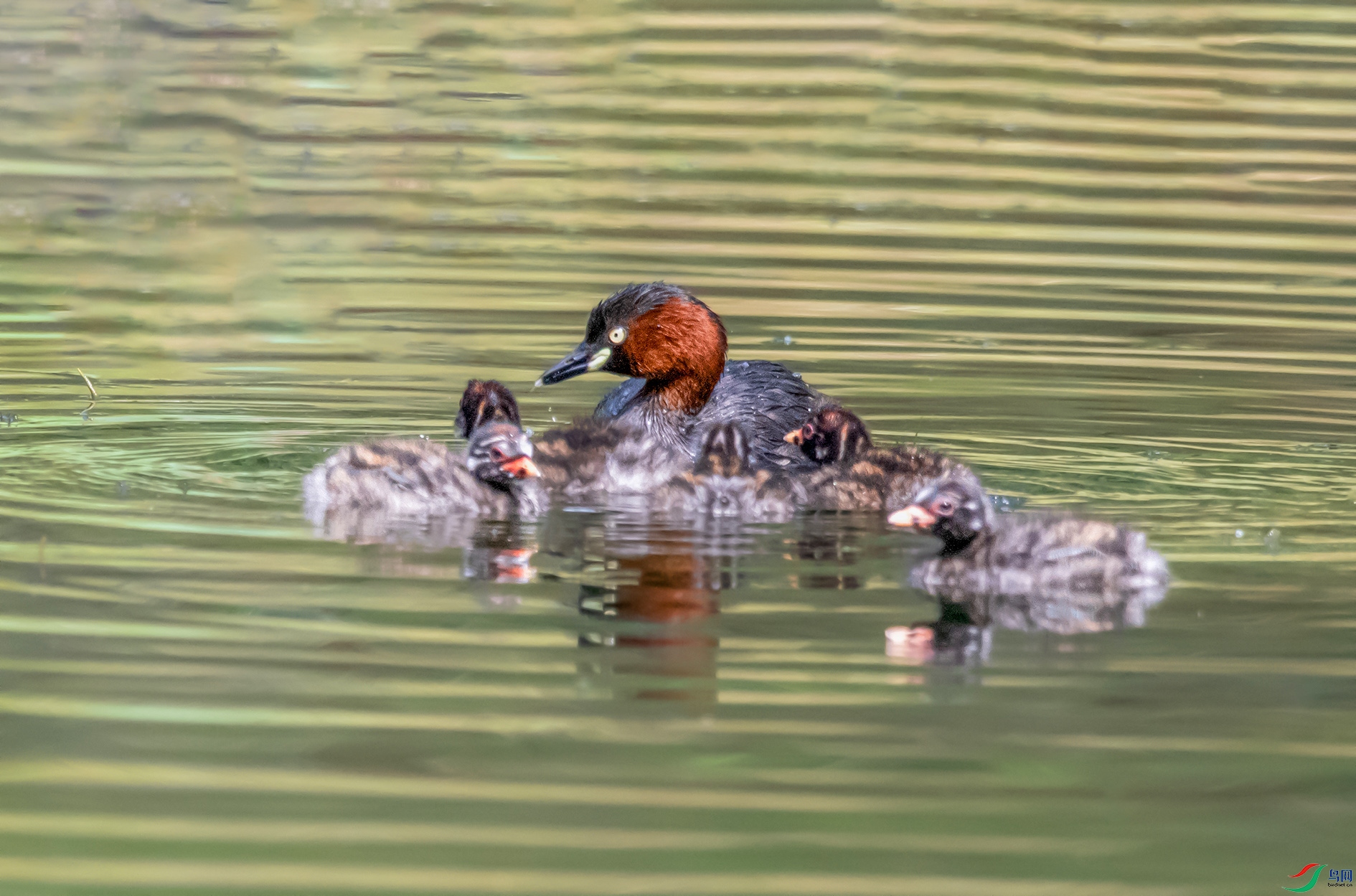 DSC_6057 ����.jpg