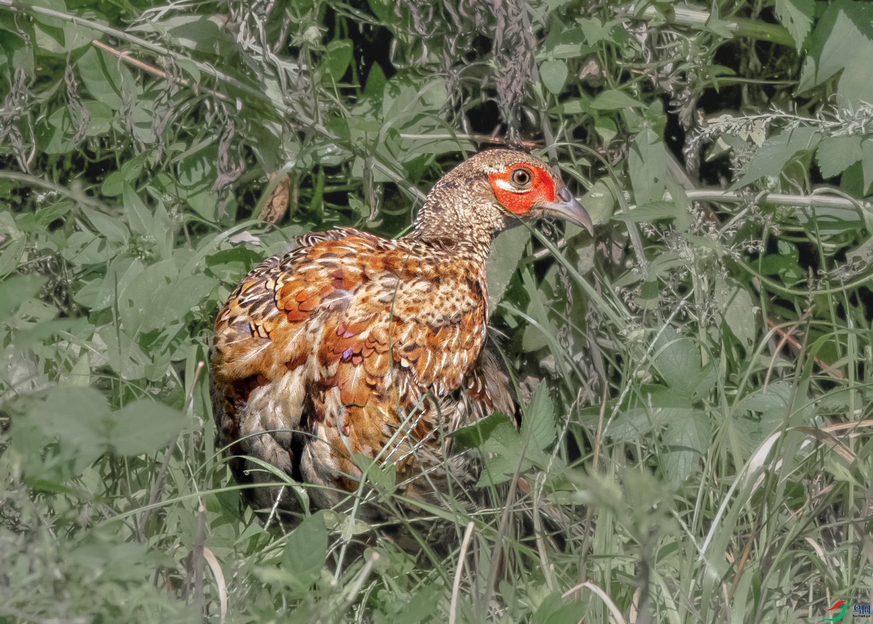 REC_3470_��ͼ�� ����.jpg