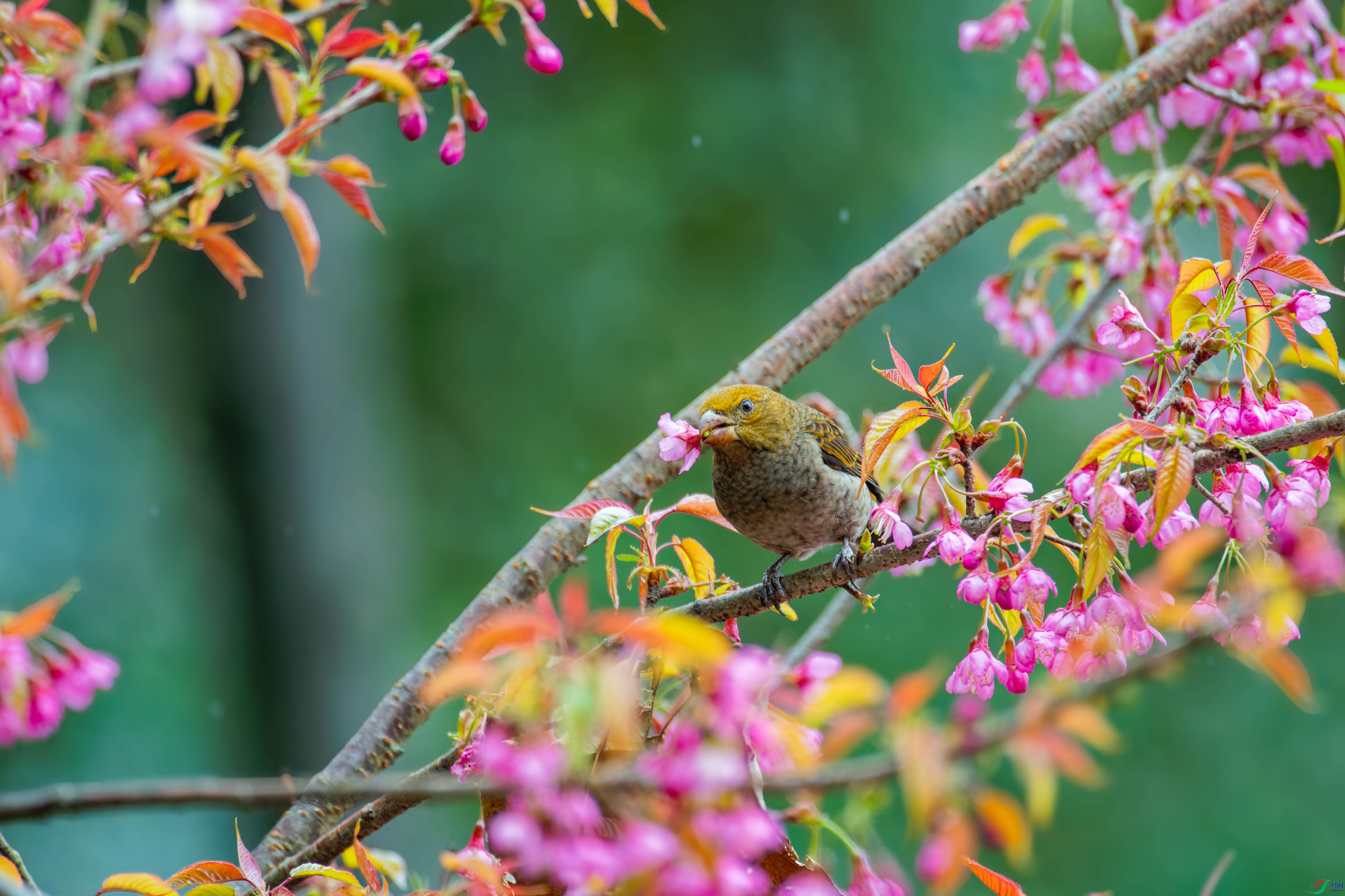 DSC_2055_DxO.jpg