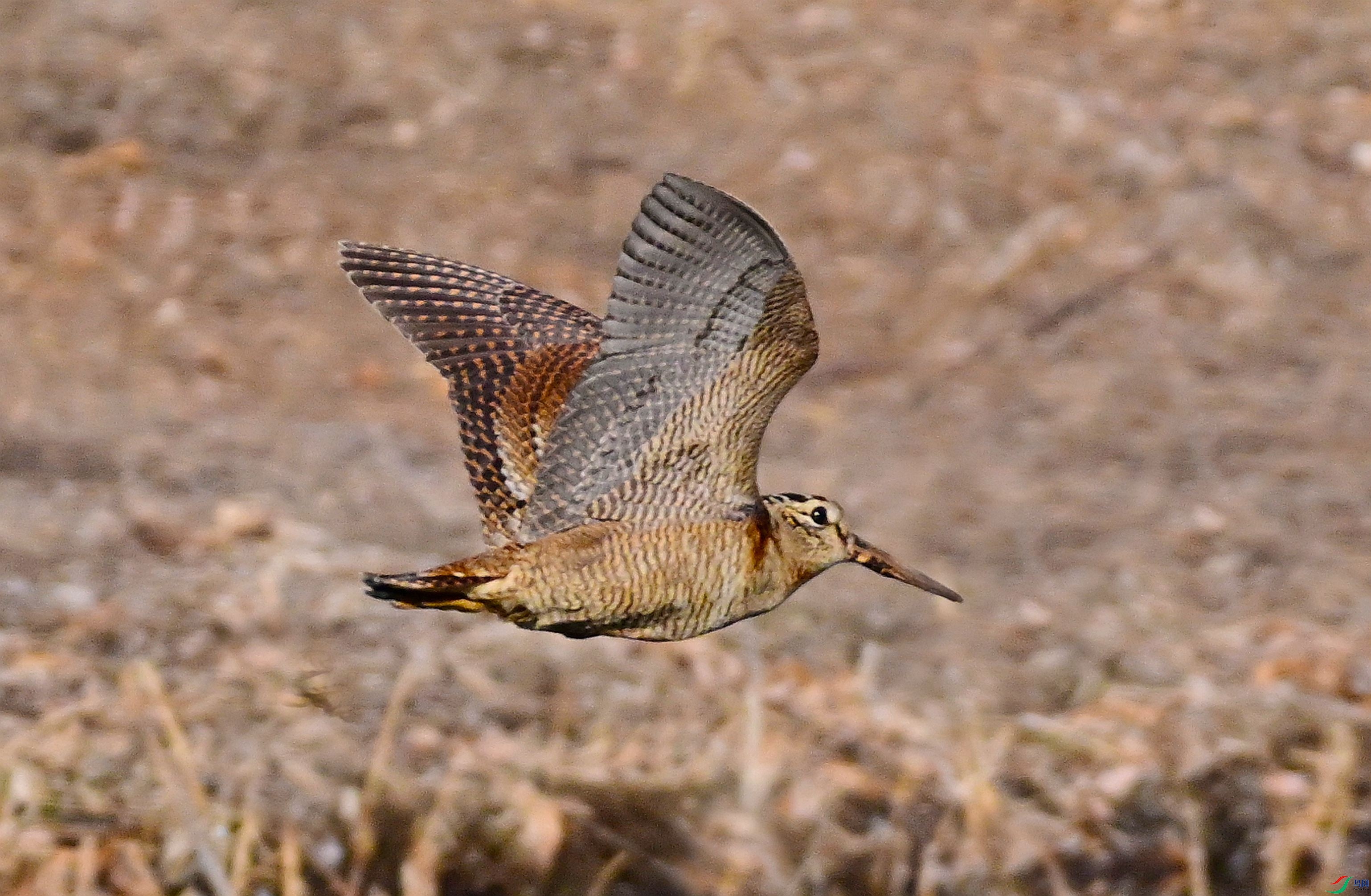 DSC_2083.JPG