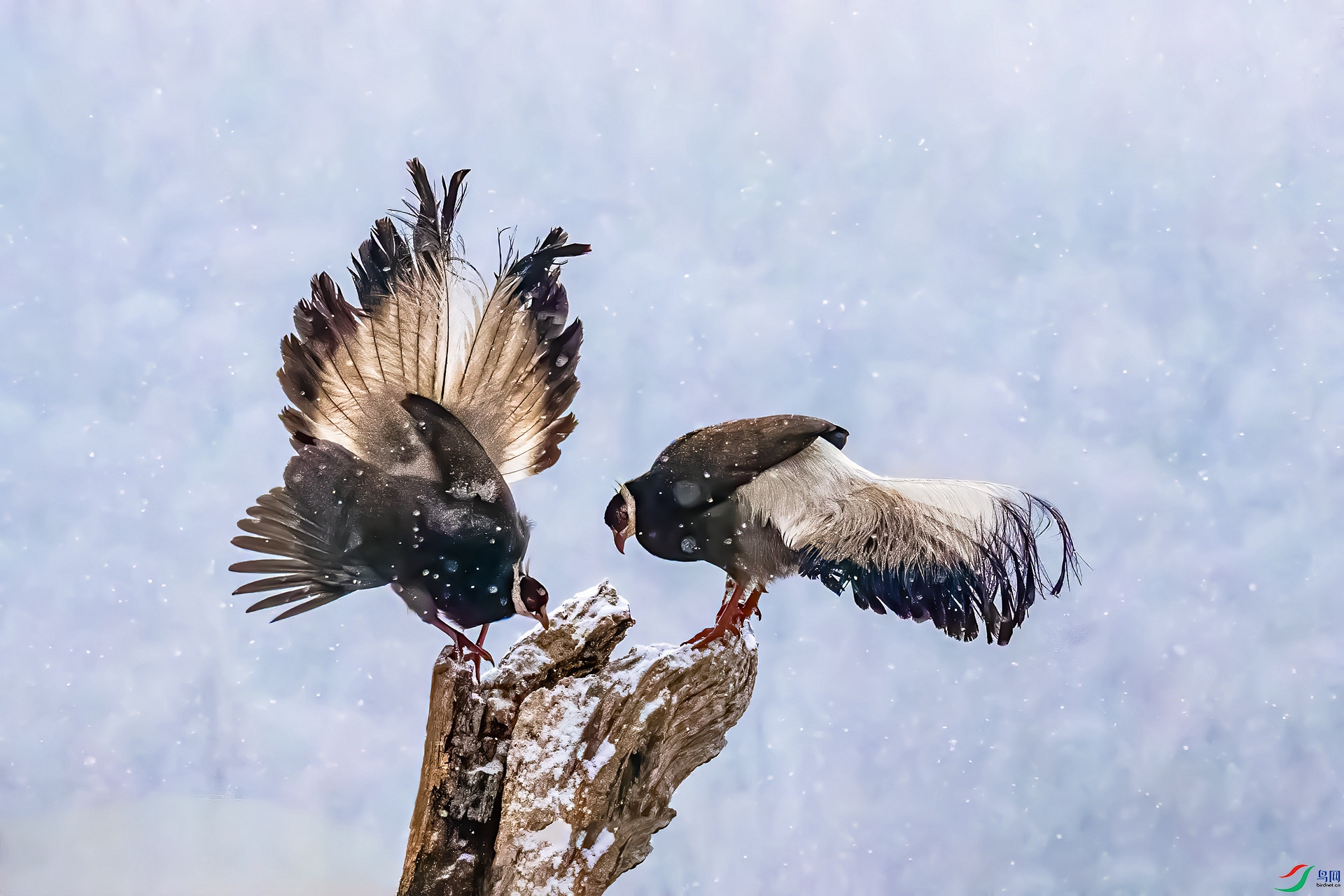 DSC_9130_����.jpg