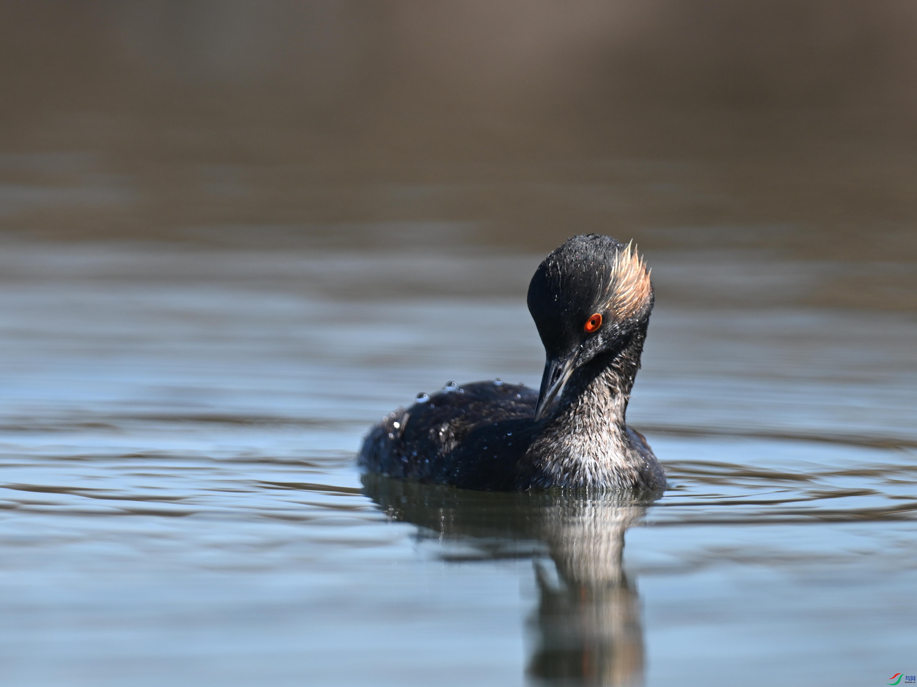 �ھ�PT1 (11).jpg