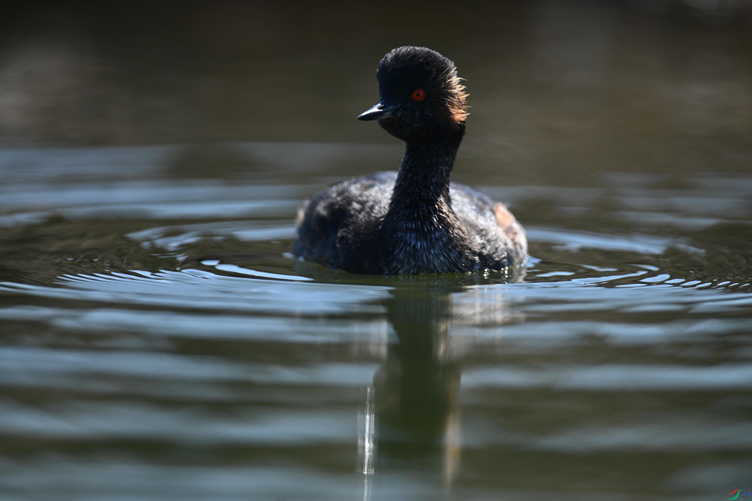 �ھ�PT1 (21).jpg