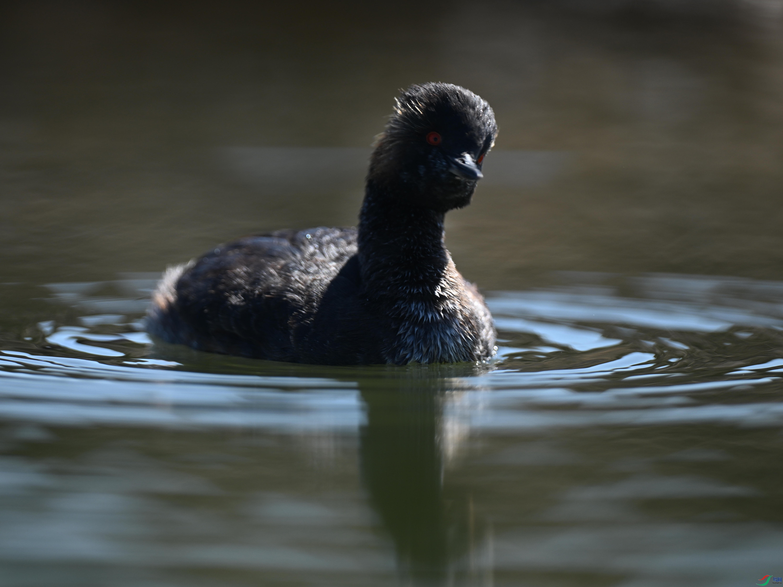 �ھ�PT1 (22).jpg