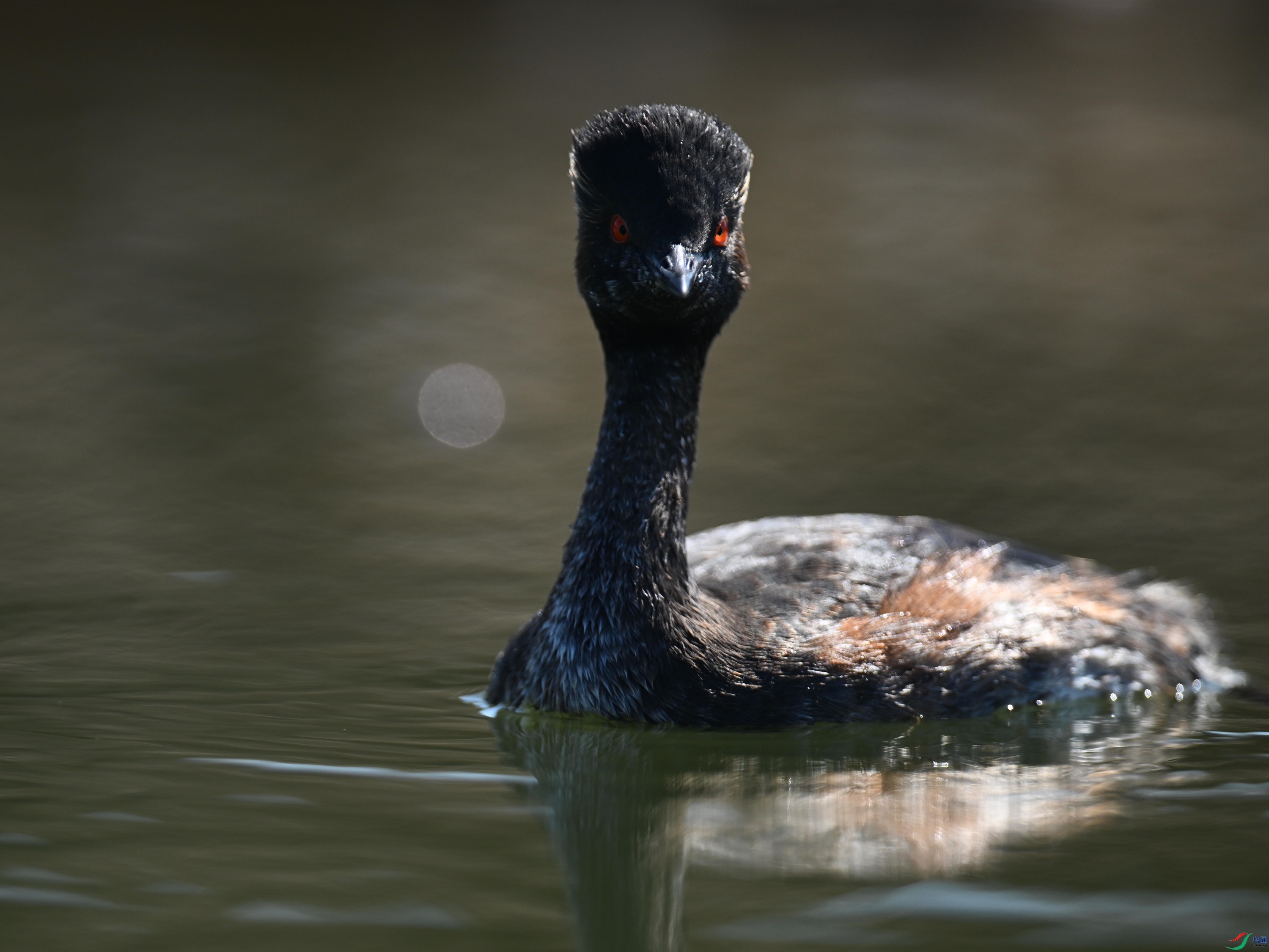 �ھ�PT1 (23).jpg