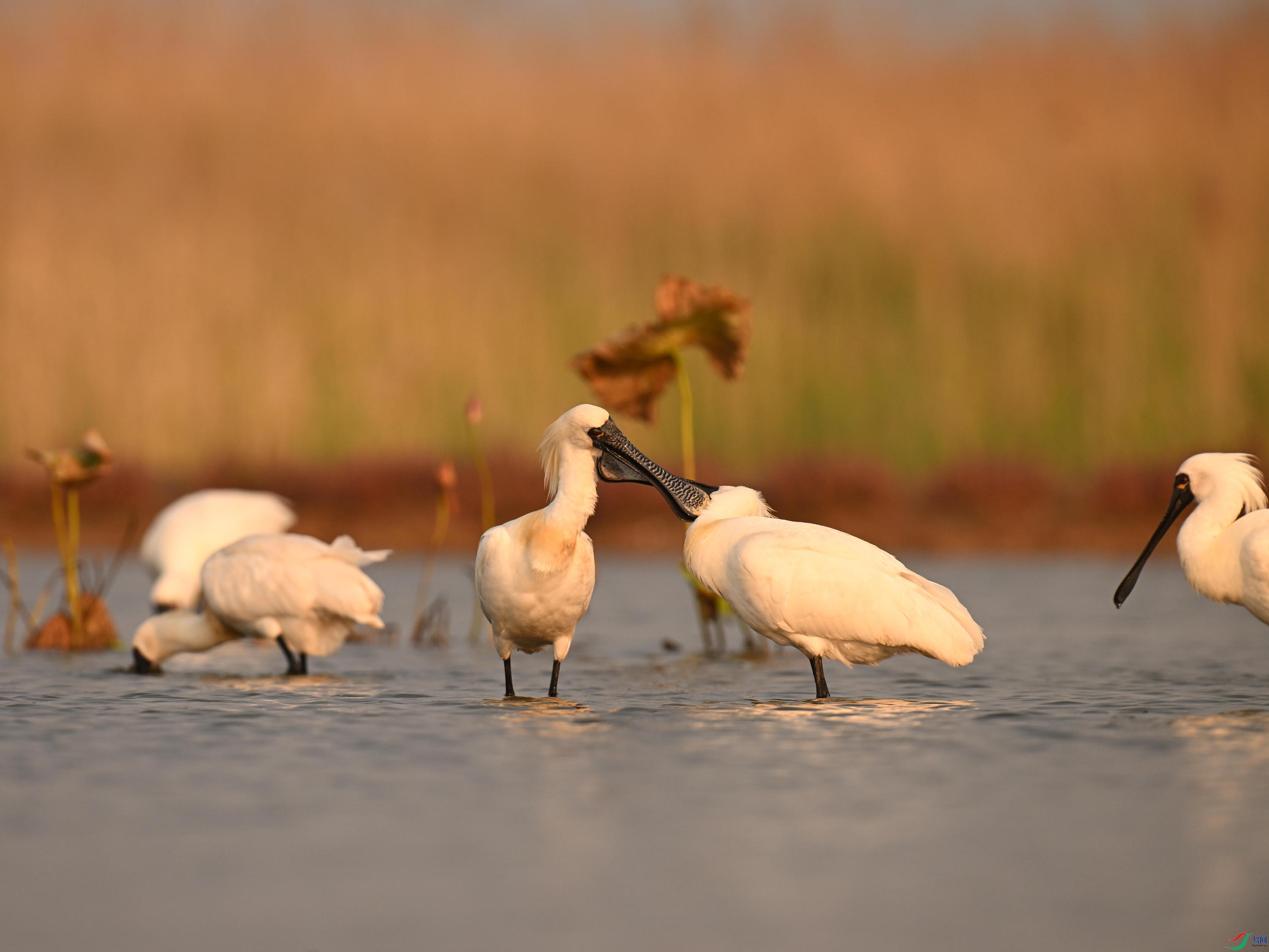 �������� (17).jpg