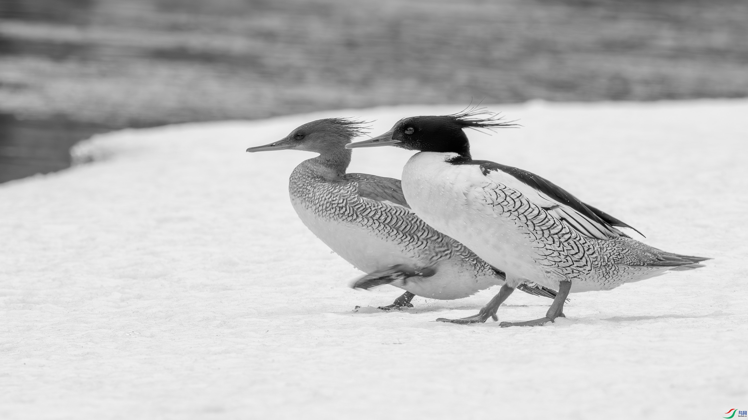 DSC00672-h.jpg