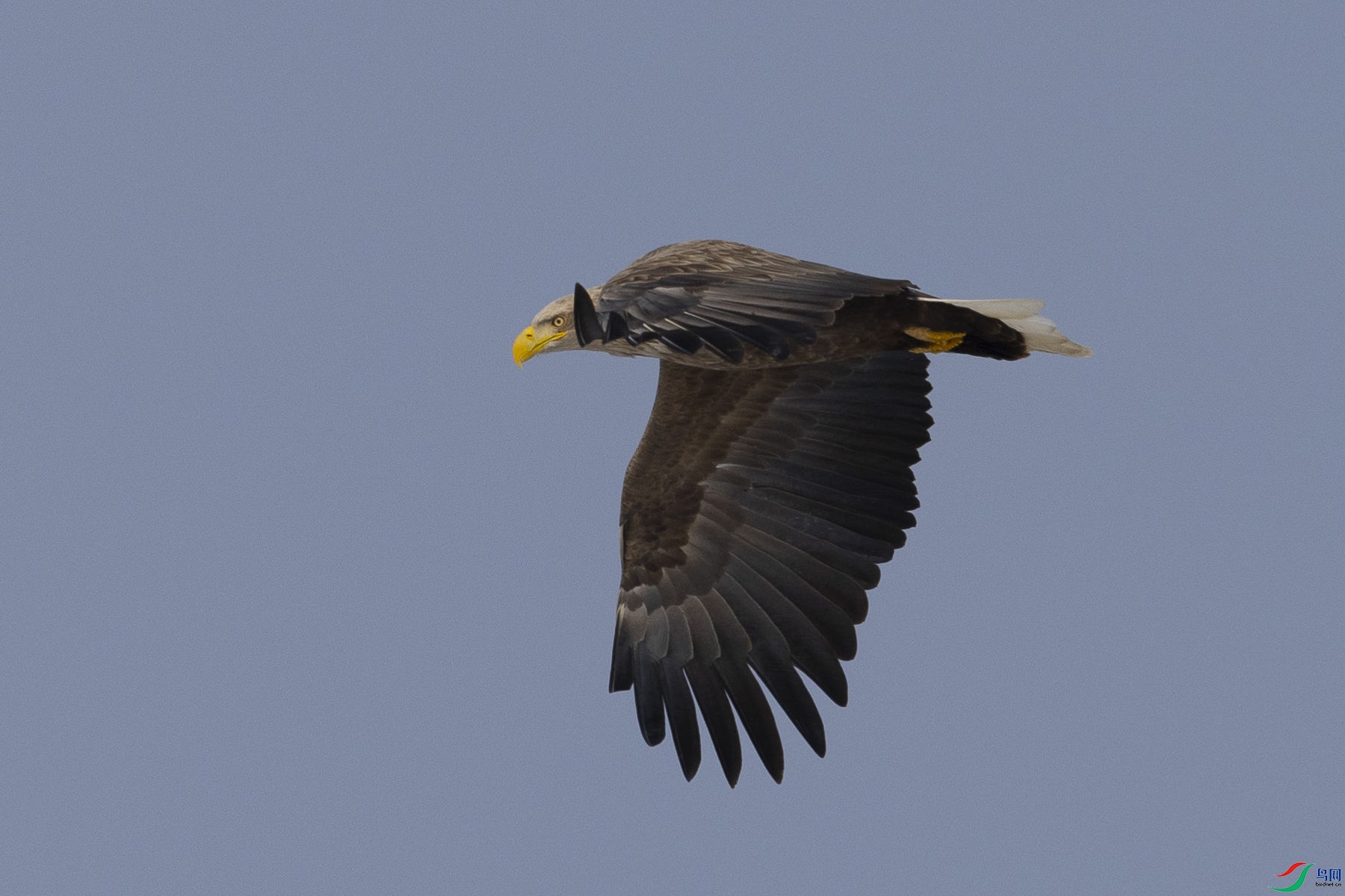 ��β����