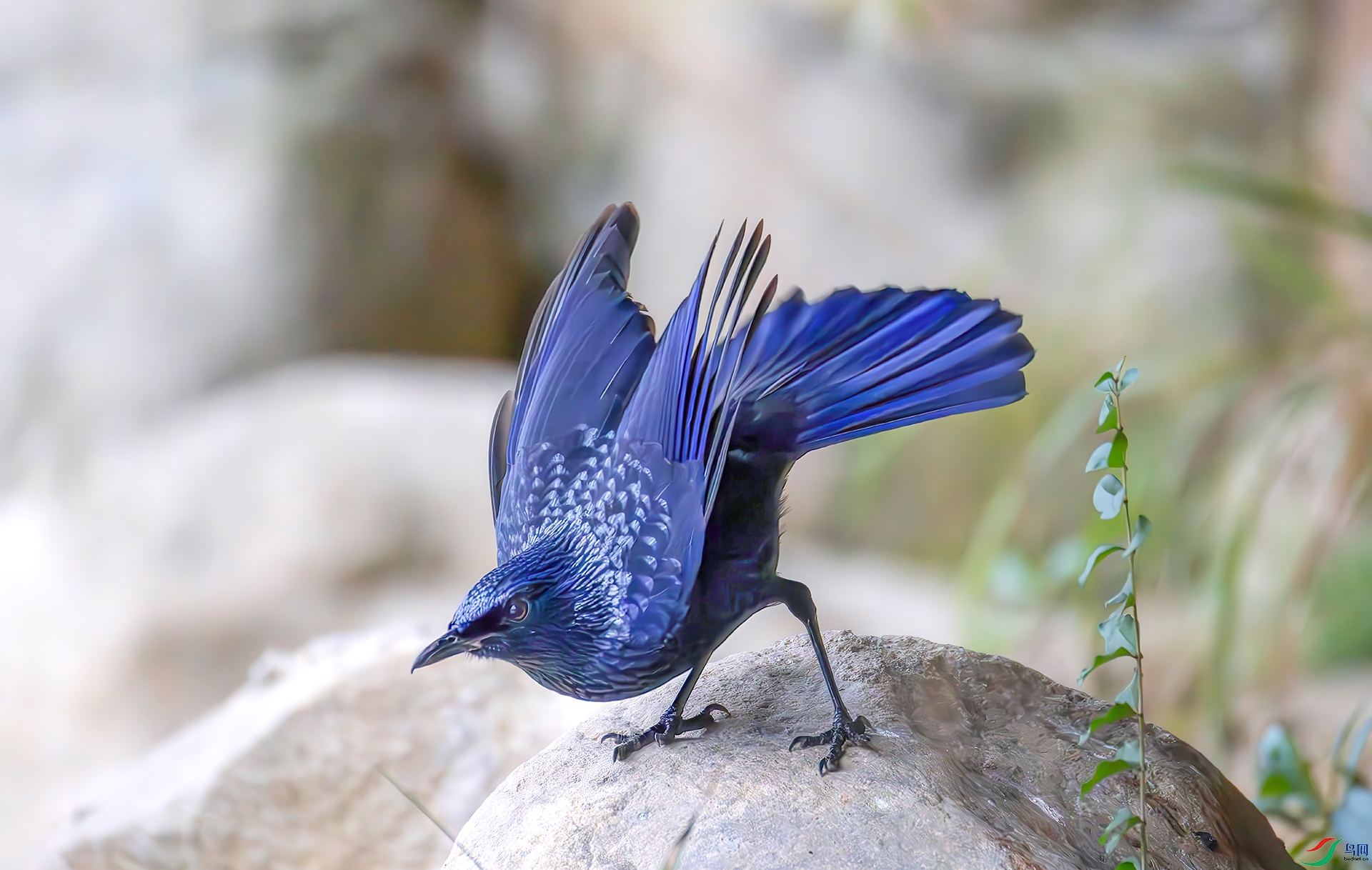 407A3639------33  .jpg