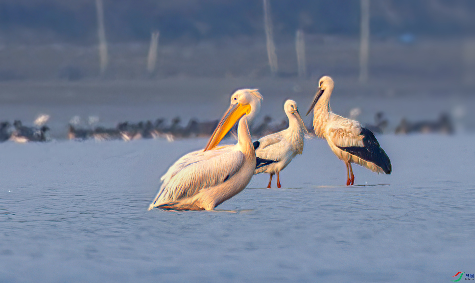 _07A8038-----33  .jpg