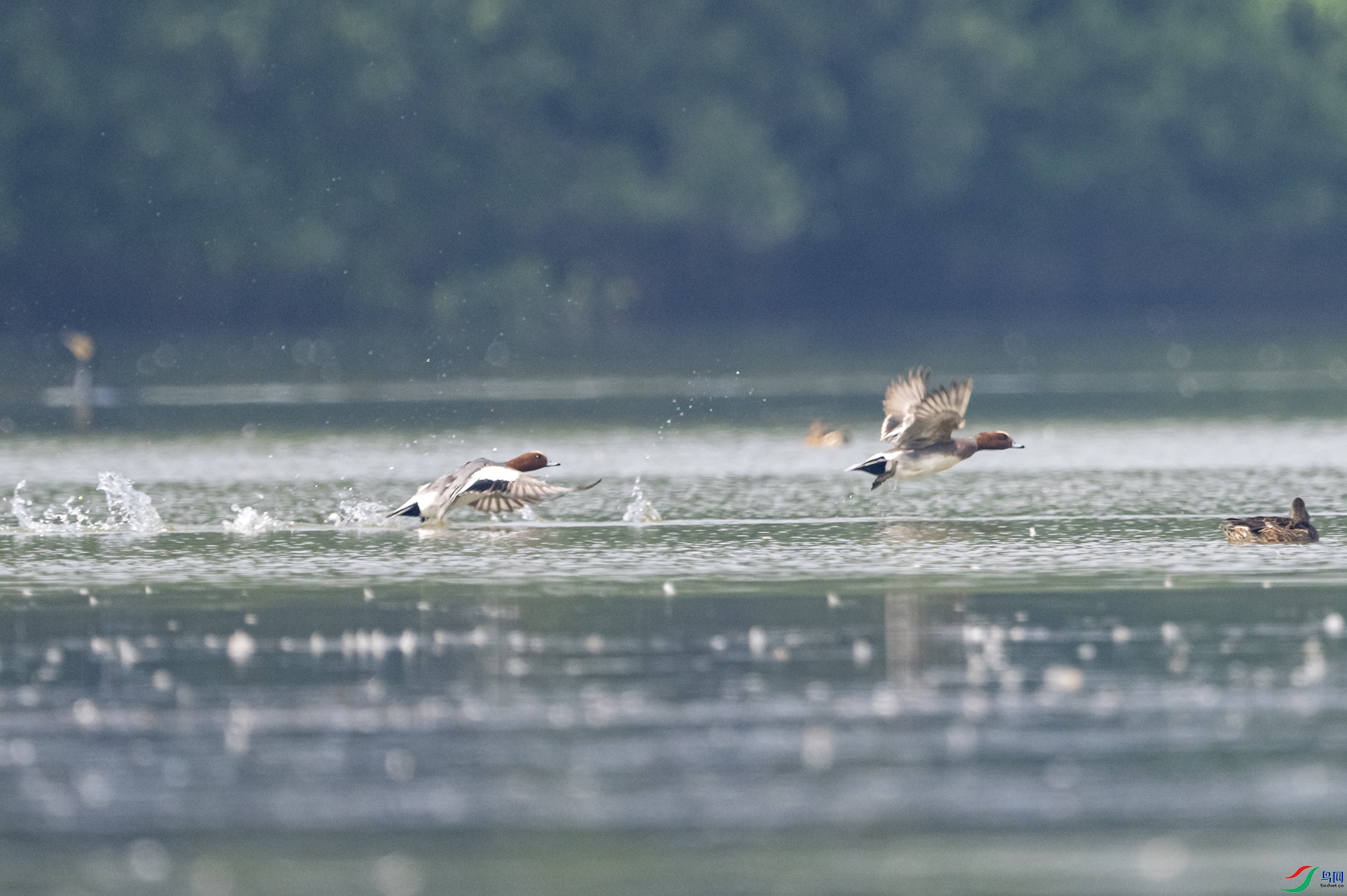 DSC_2642.jpg