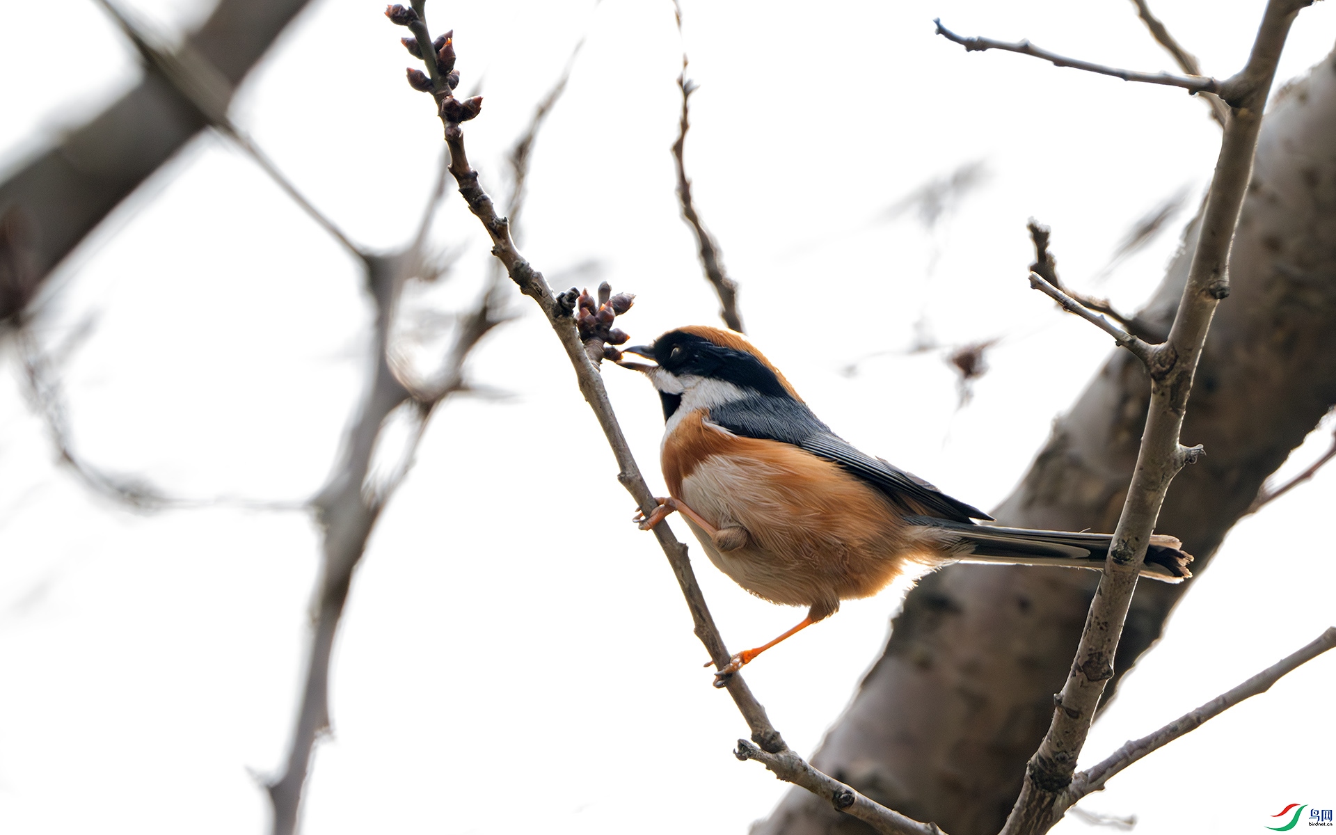 DSC_3167-����ǿ-NR ����.jpg