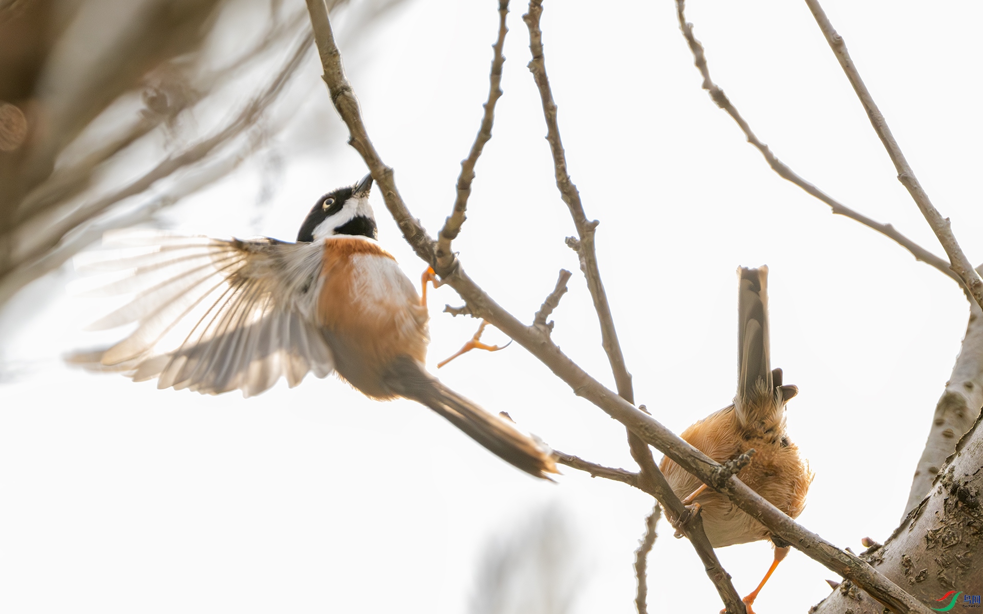 DSC_3186-����ǿ-NR ����.jpg