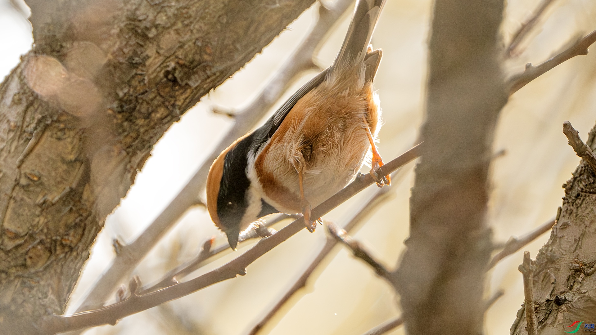 DSC_3276-����ǿ-NR ����.jpg