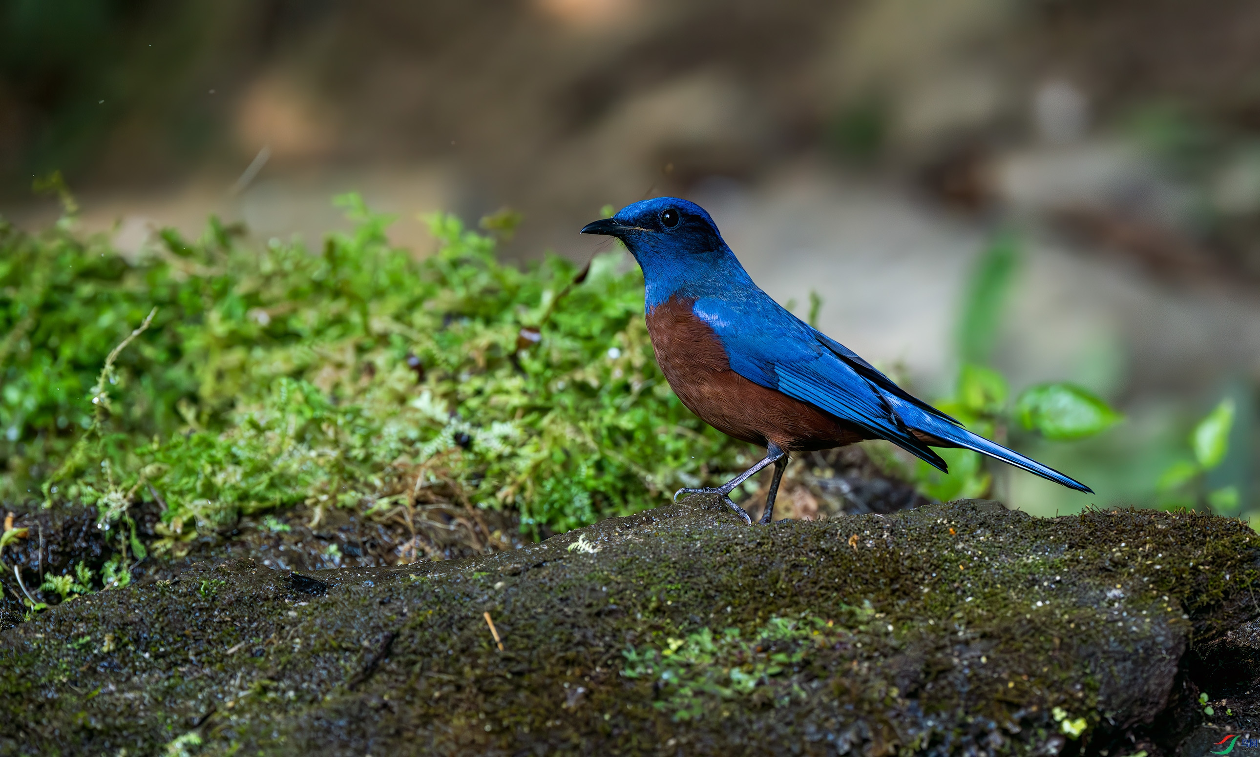 DSC_1101.jpg