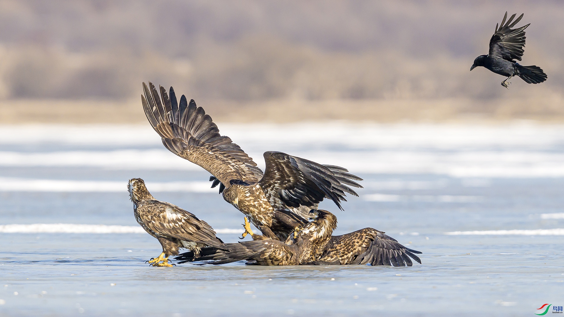 051A6116 ����n.jpg