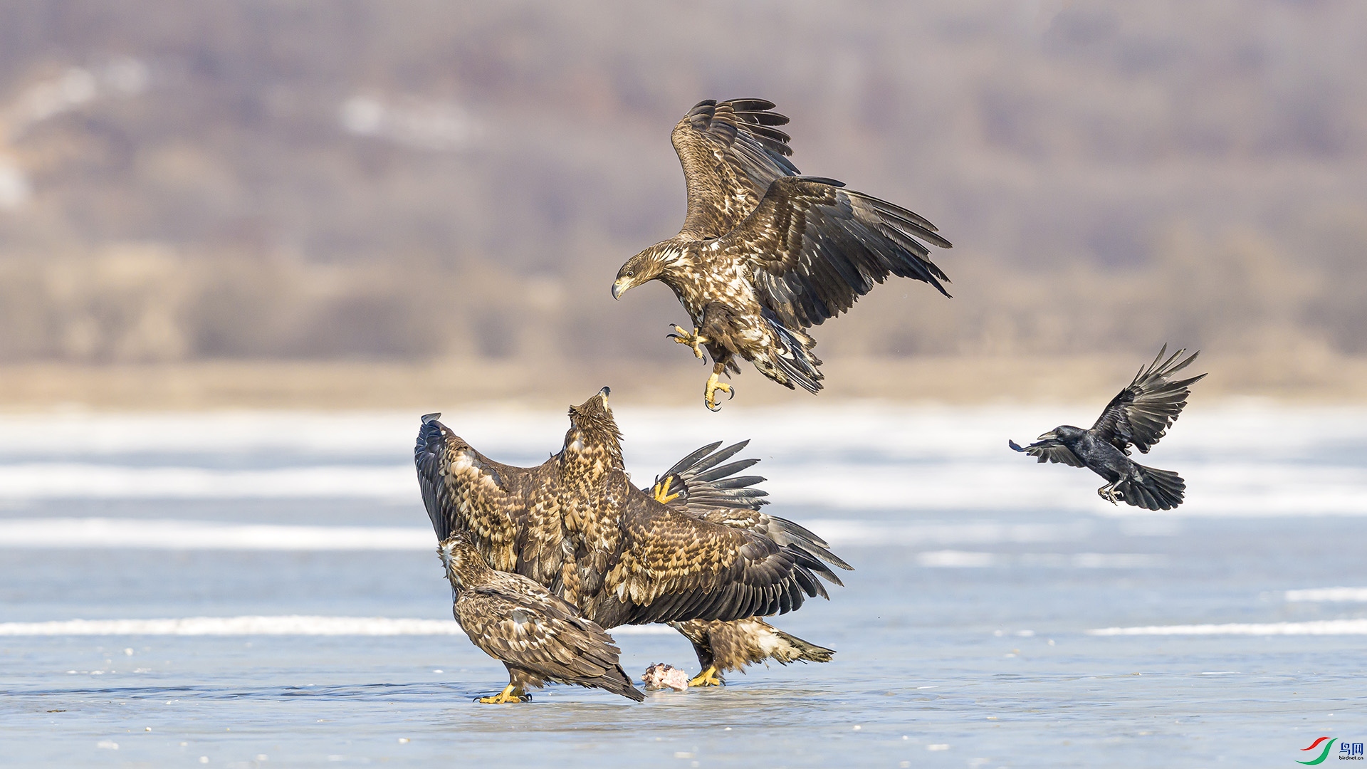 051A6104 ����n.jpg