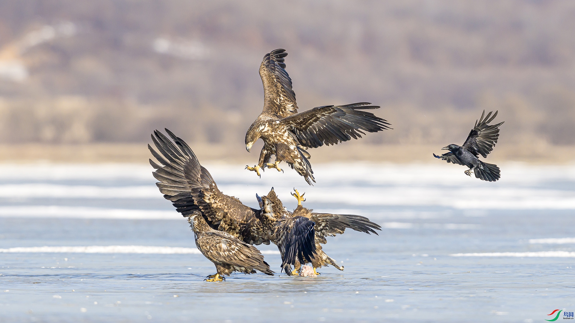 051A6108 ����n.jpg