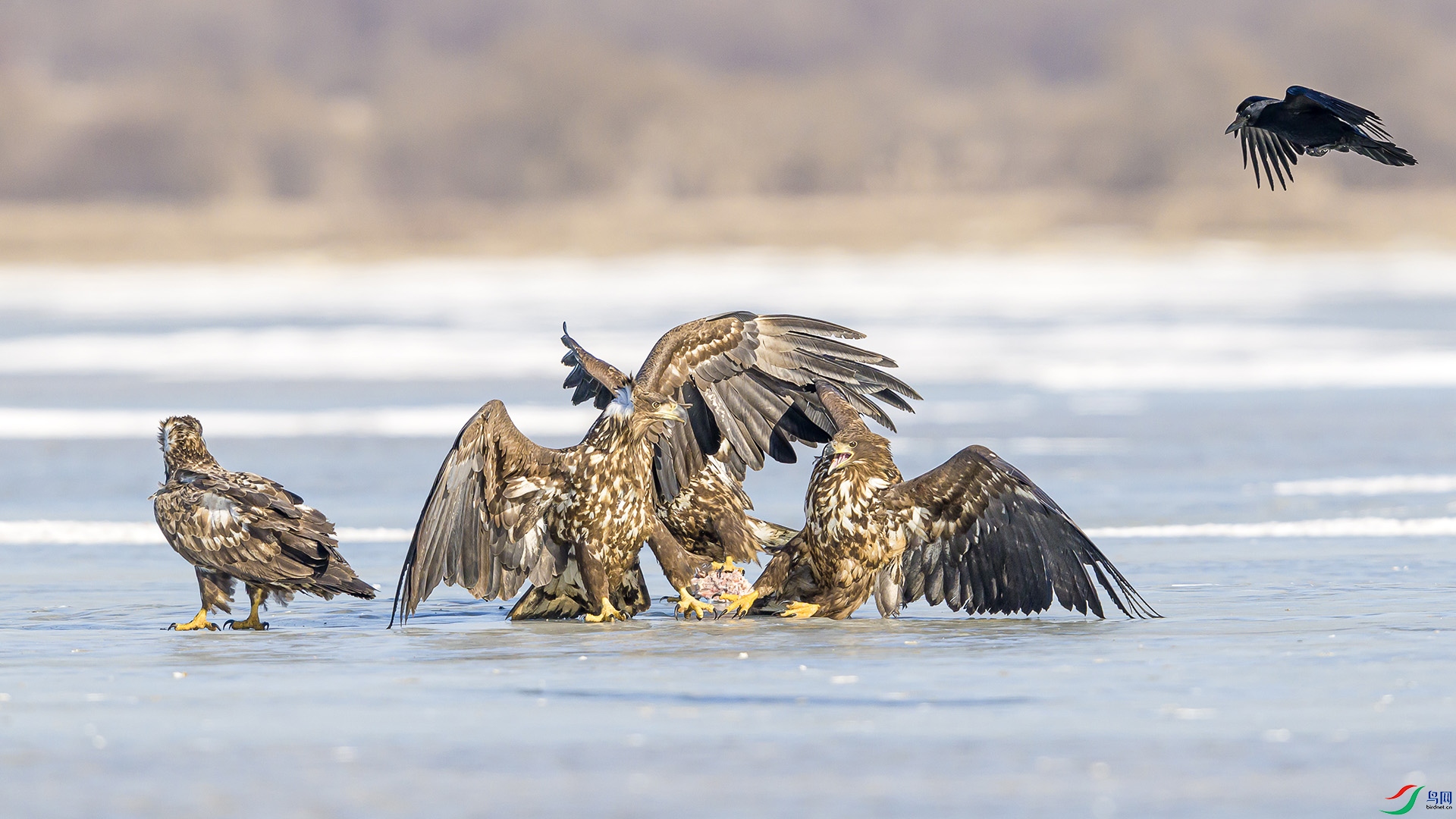 051A6140 ����n.jpg