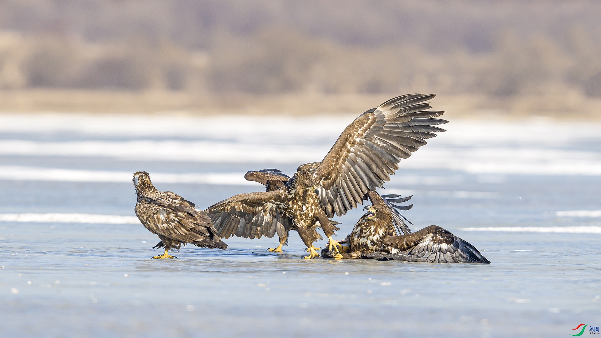 051A6130 ����n.jpg