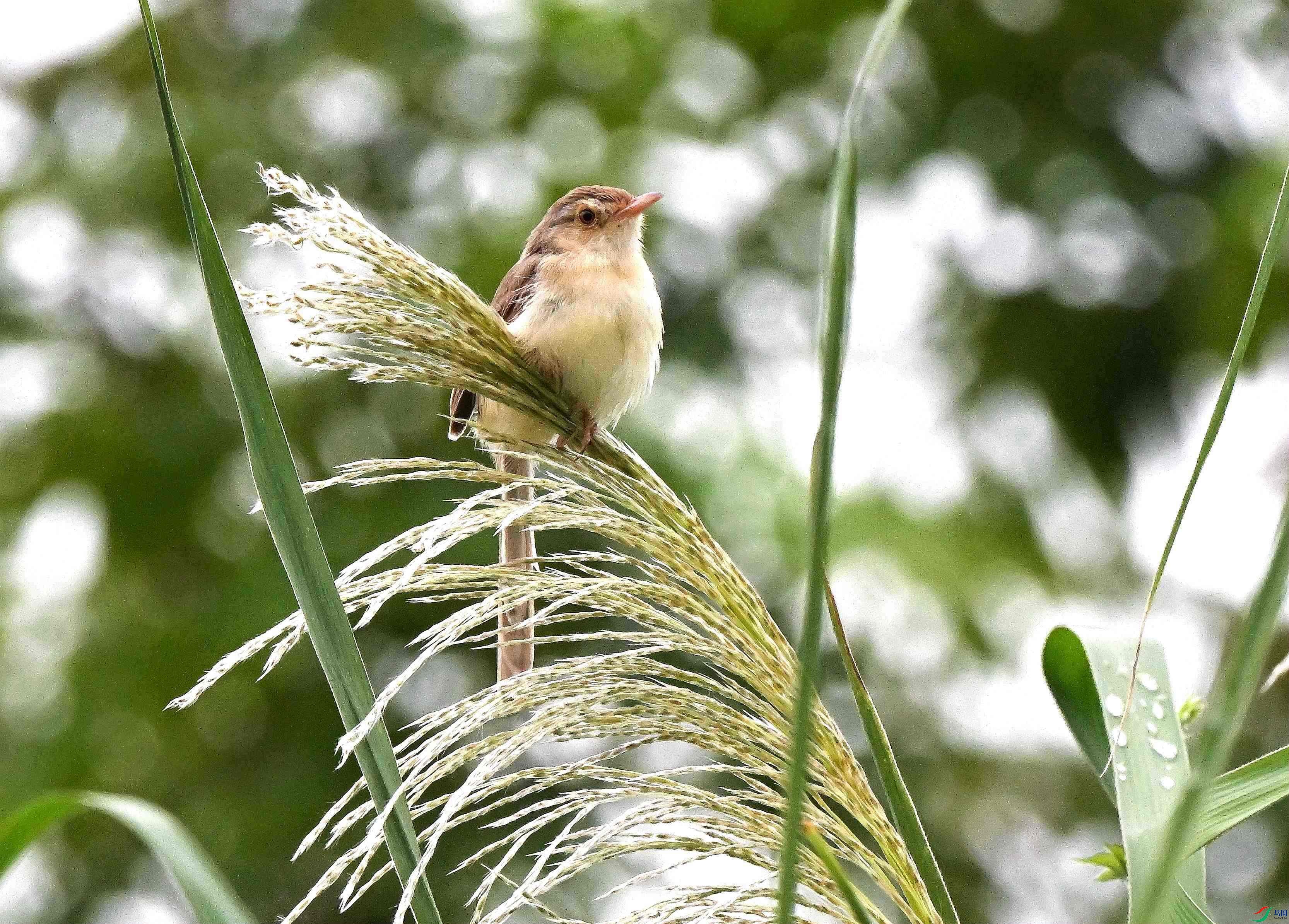 DSC_7642.JPG