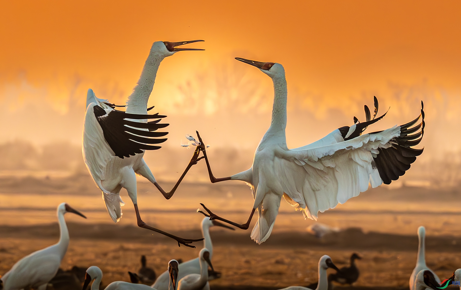 ����ֻ�׺׵ġ���ˮ�̡���