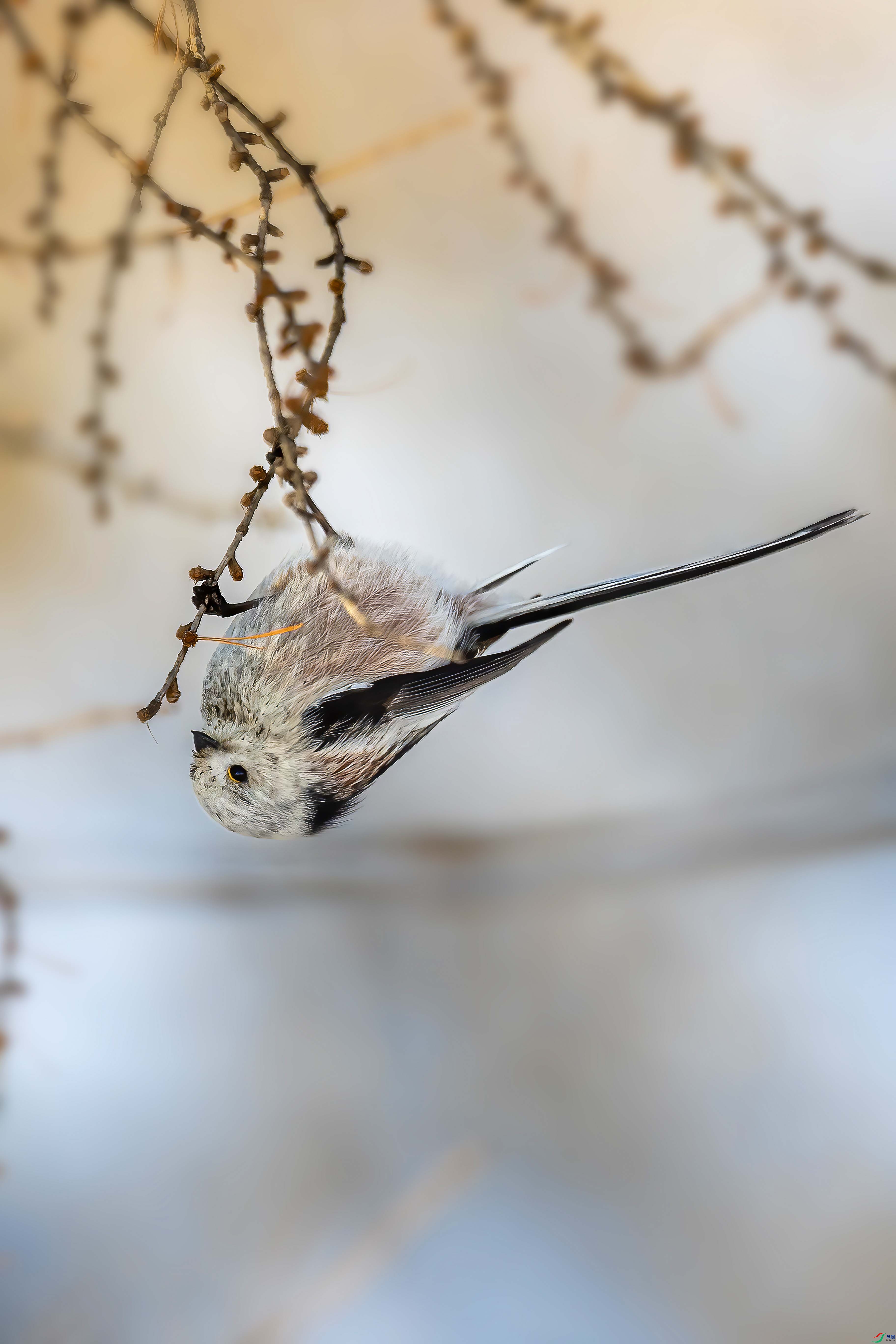 A64I3283 ����6 ����1.jpg