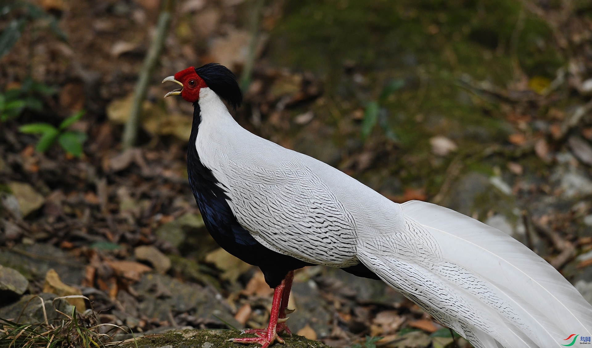 DSC_4376.jpg