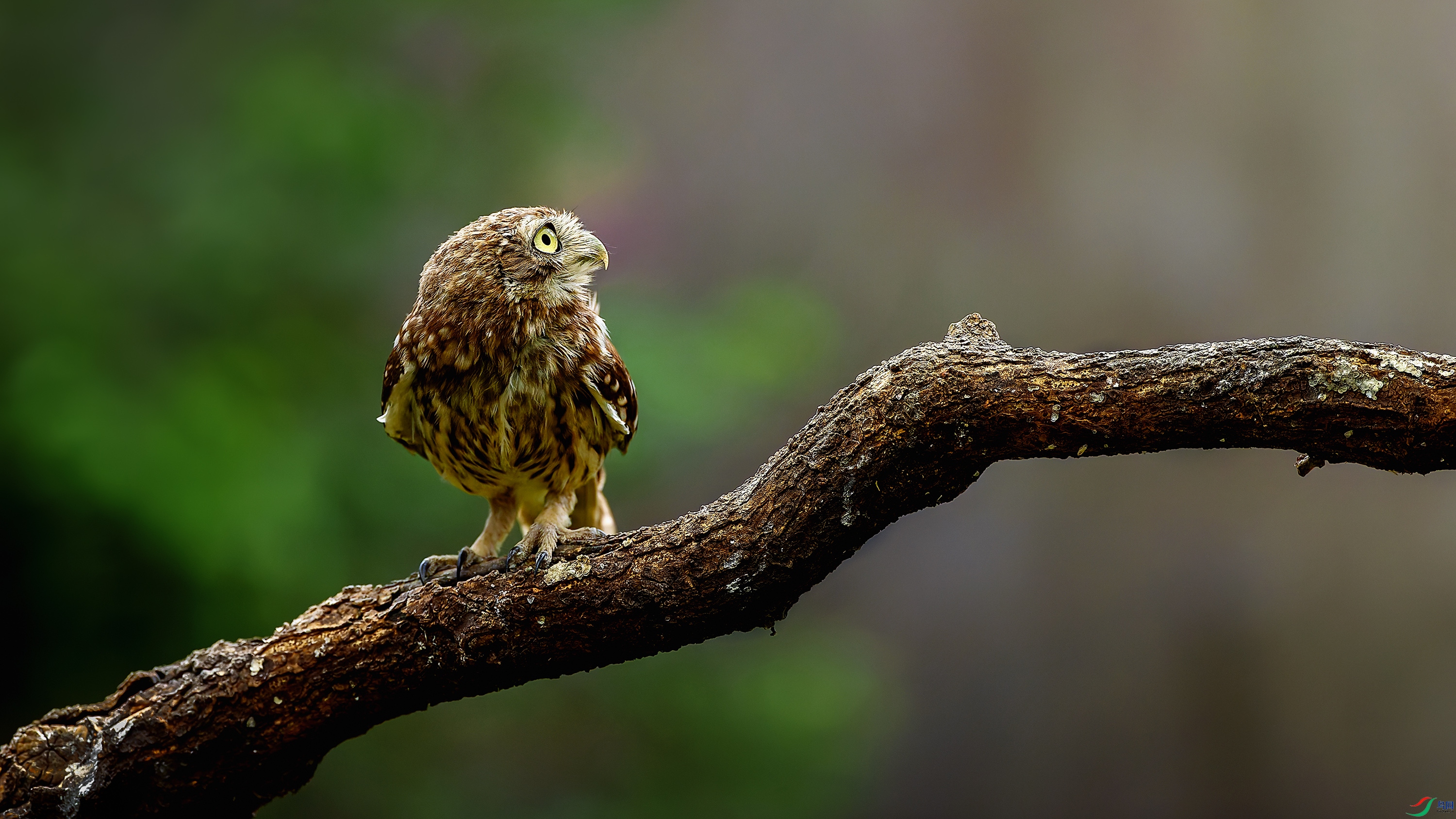 ���ּ�������