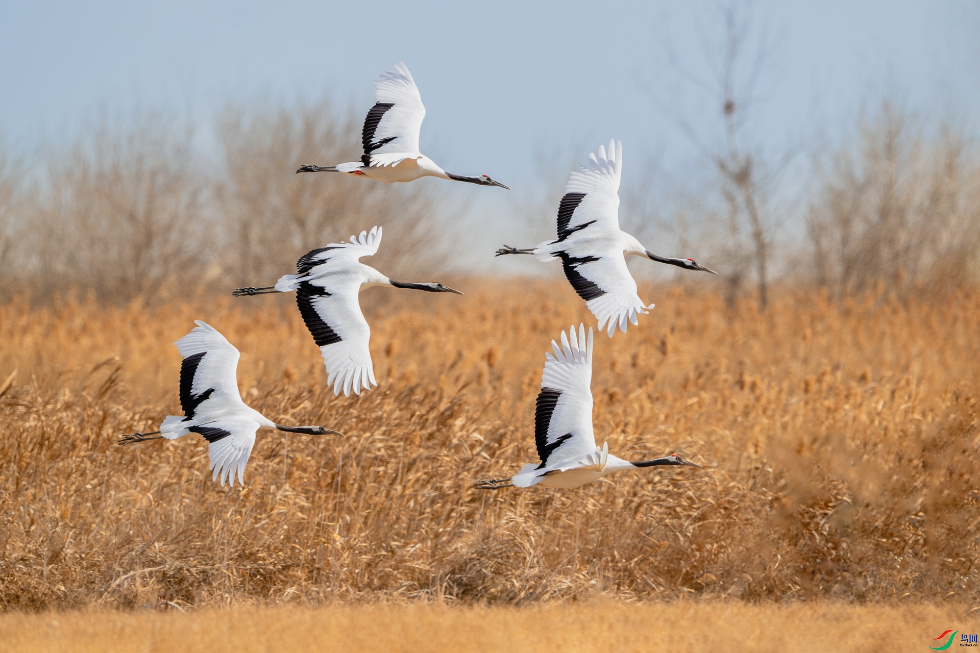 _DSC7705-����ǿ-NR ����_1.jpg