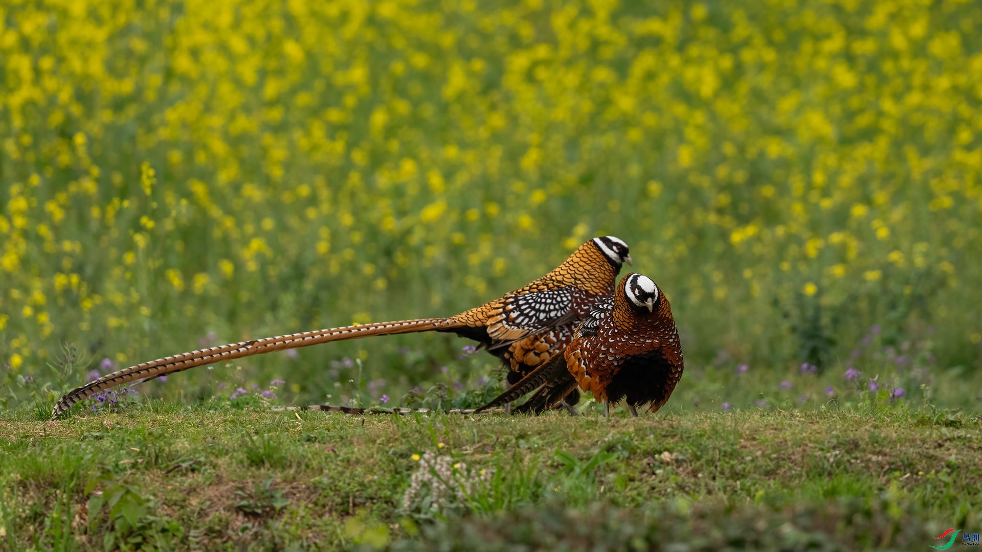 DSC09700 ����.jpg