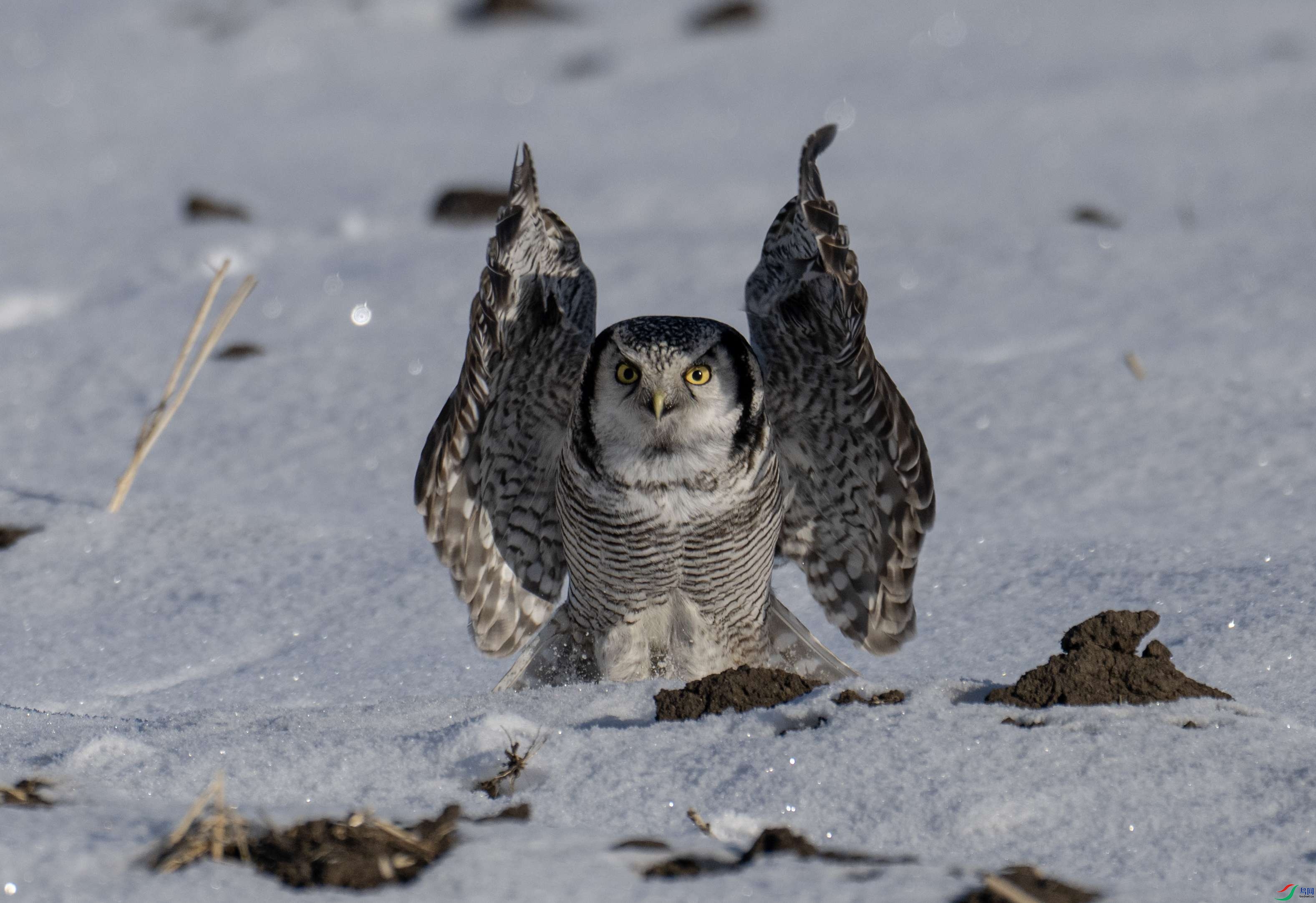 1DS_4144 ����_����.jpg