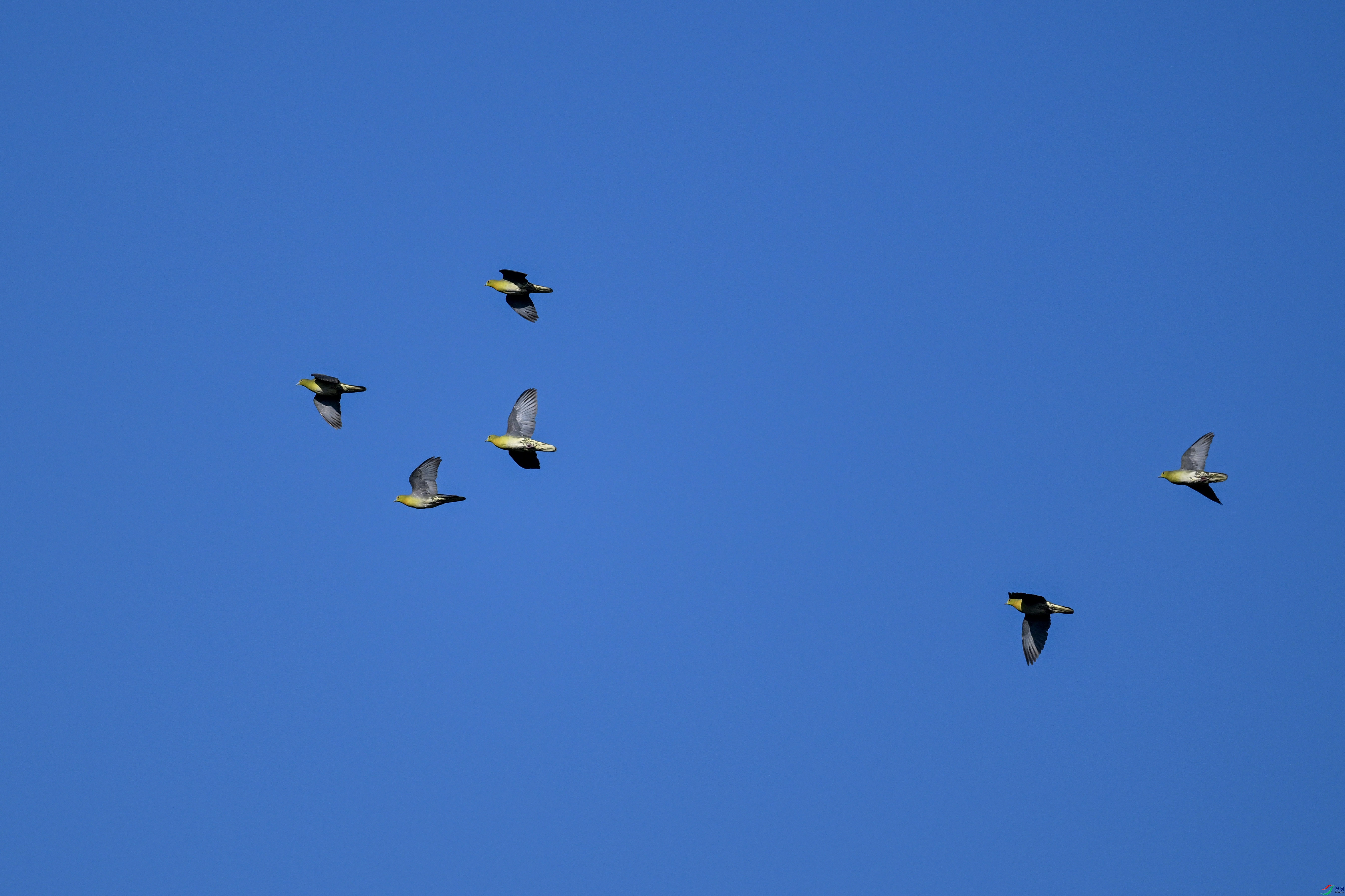 DSC_6333.JPG