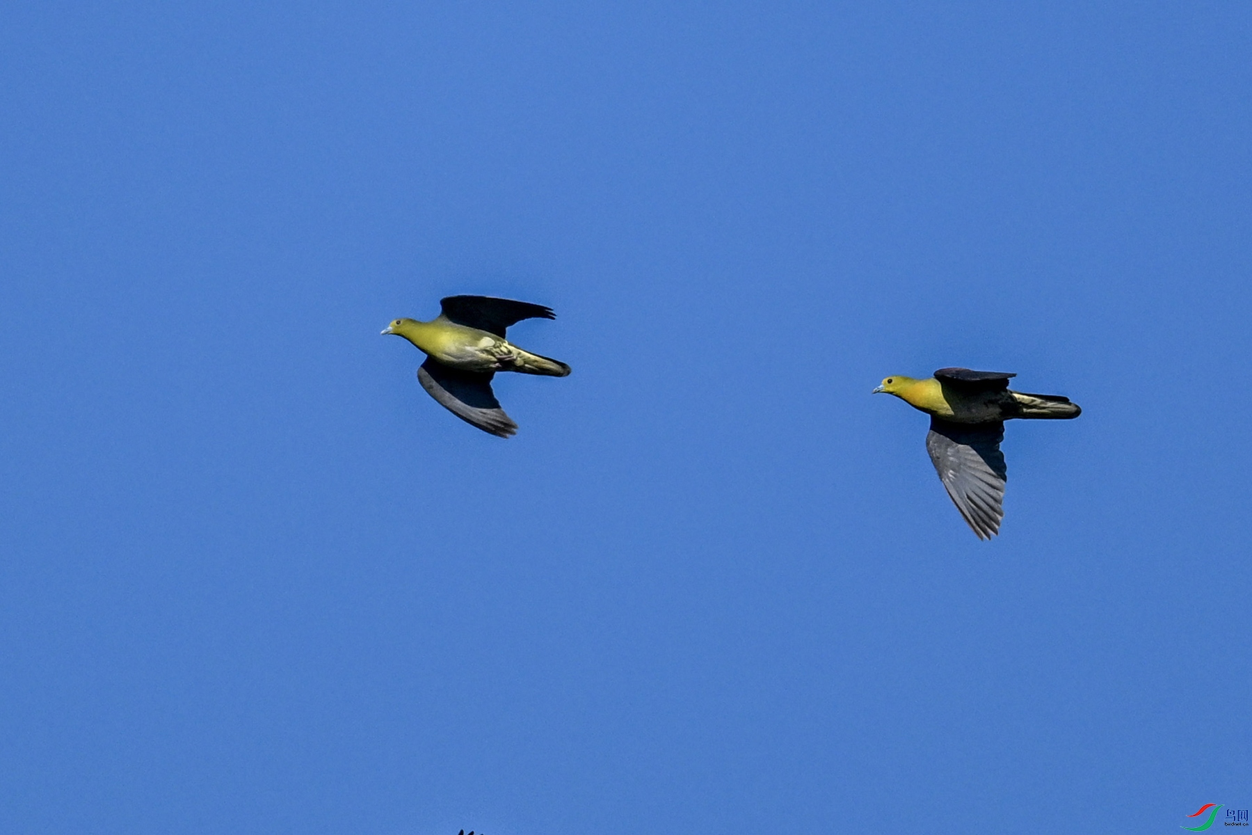 DSC_6325 - ����.JPG