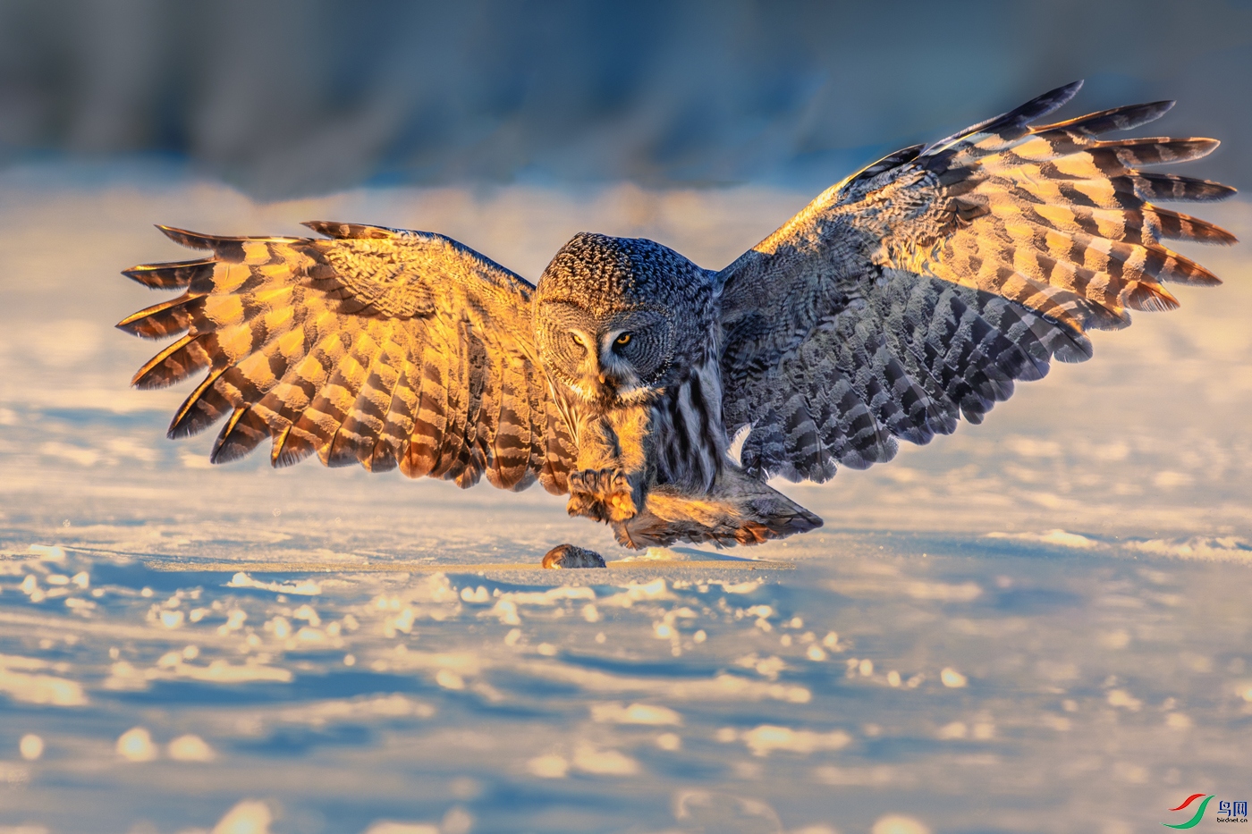 �����^----��צն����