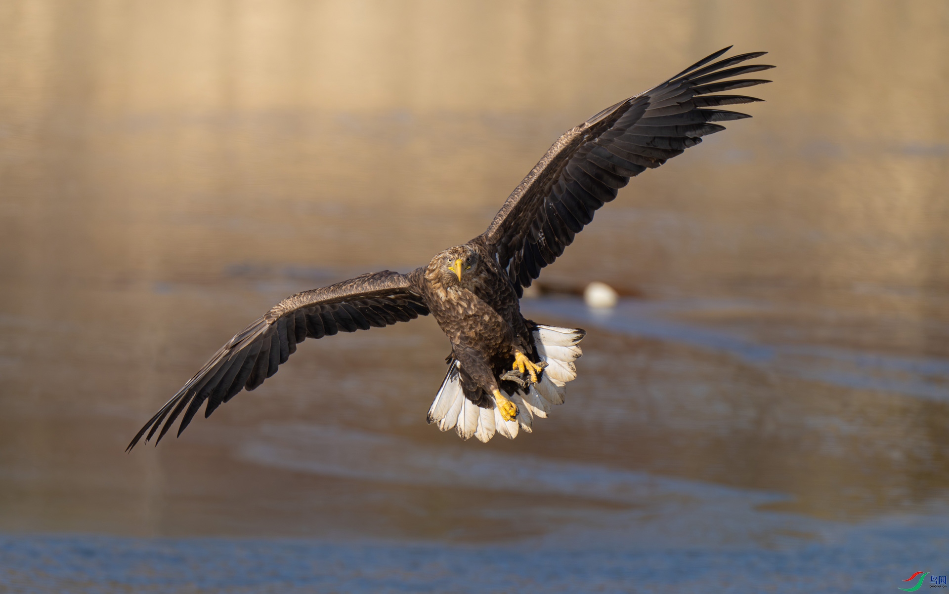 ��β����