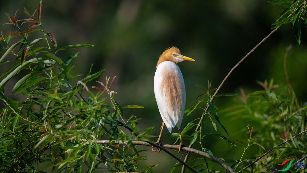 DSC_4542.jpg