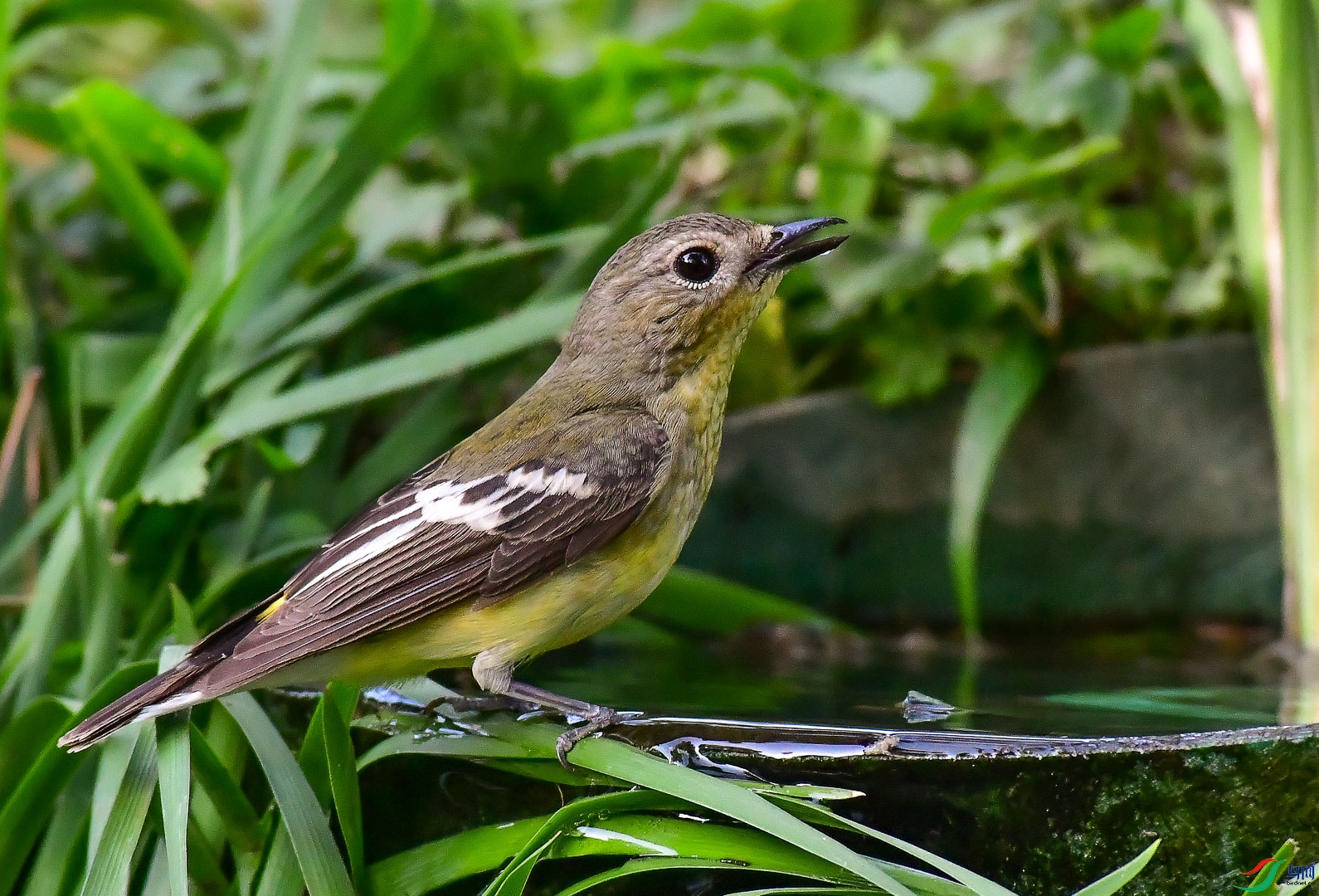 DSC_1013_1.jpg
