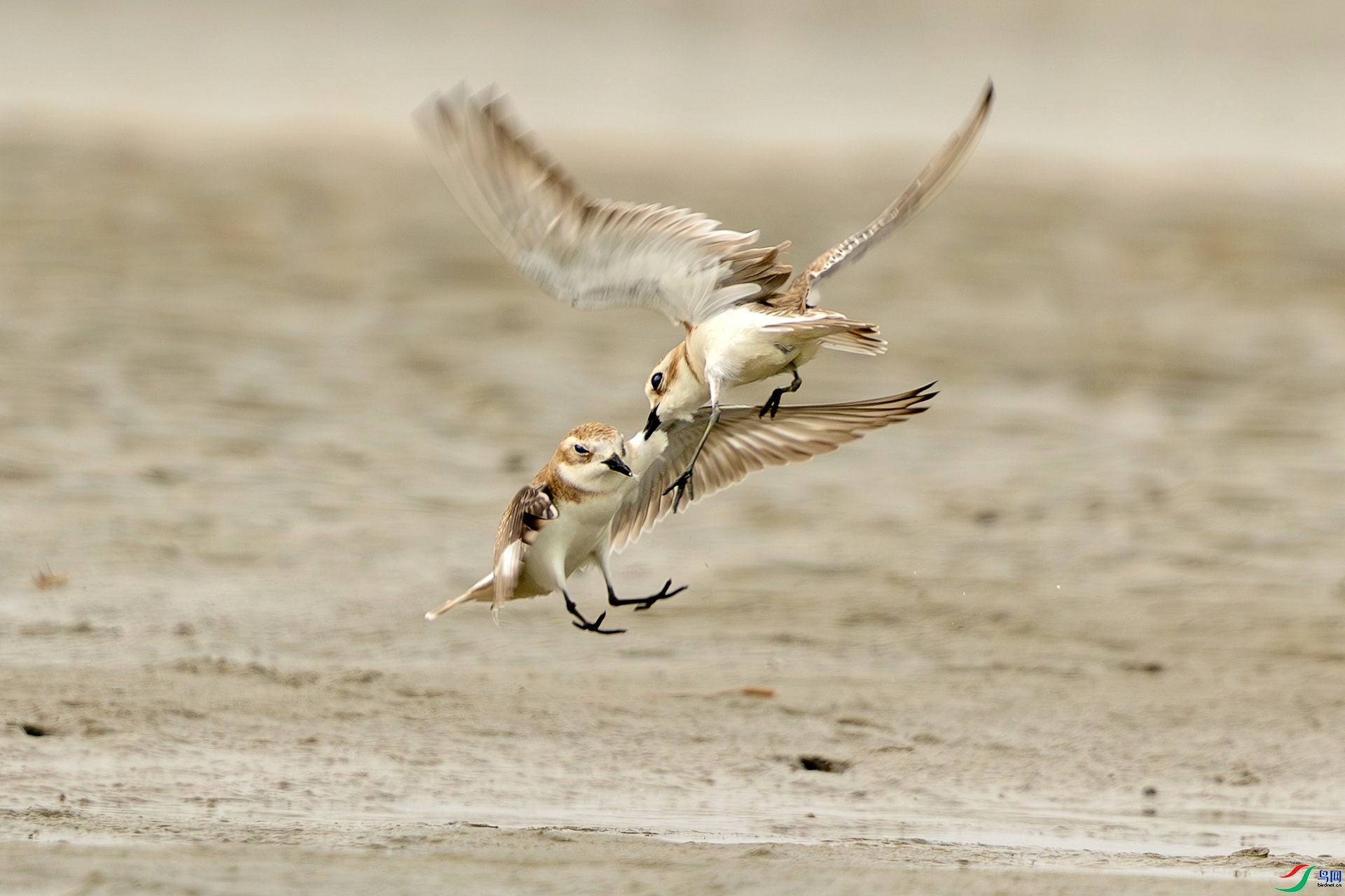 1.22 �ɵ���ʦ��Ʒ  ̲Ϳ�Ծ�  �ٻ�2026��1��22����Ӱʦ��ҳ����.jpg