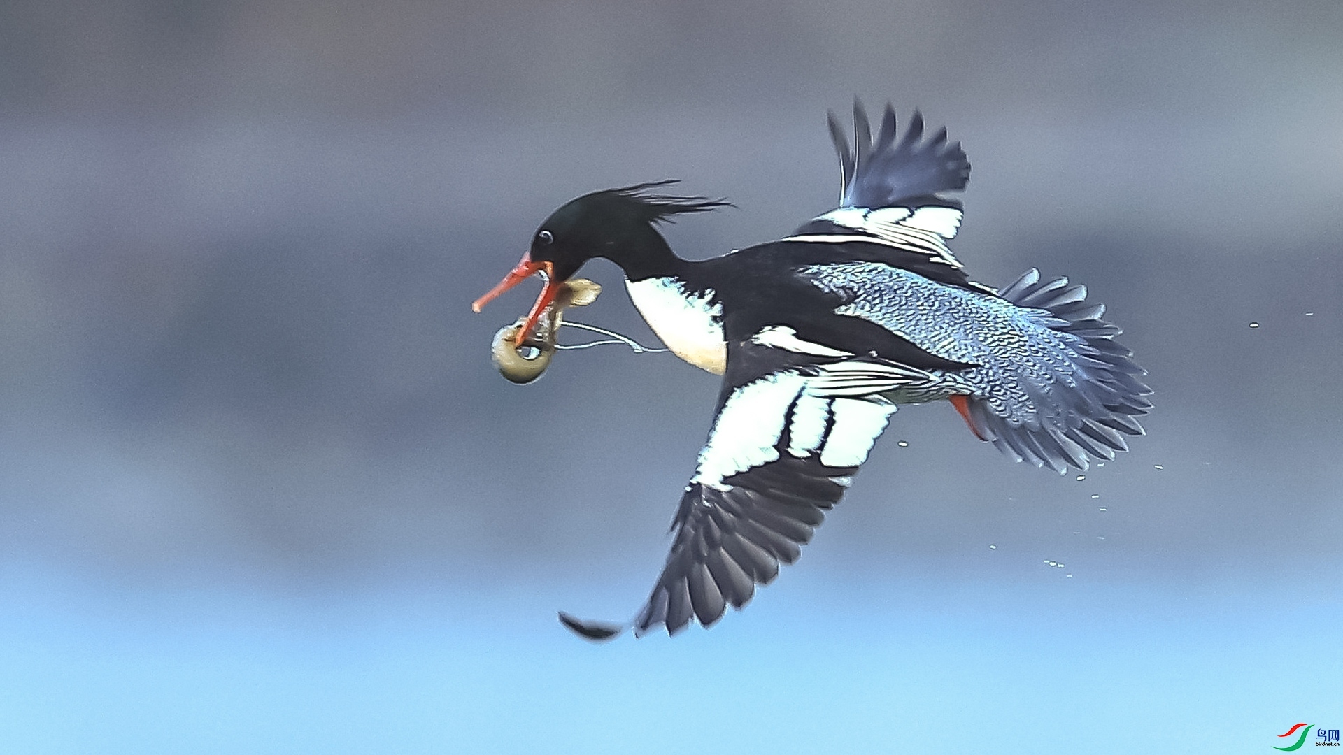 1.22 ¥������ʦ��Ʒ  �����û��  �ٻ�2026��1��22�ջ�Ա��ҳ����.jpg