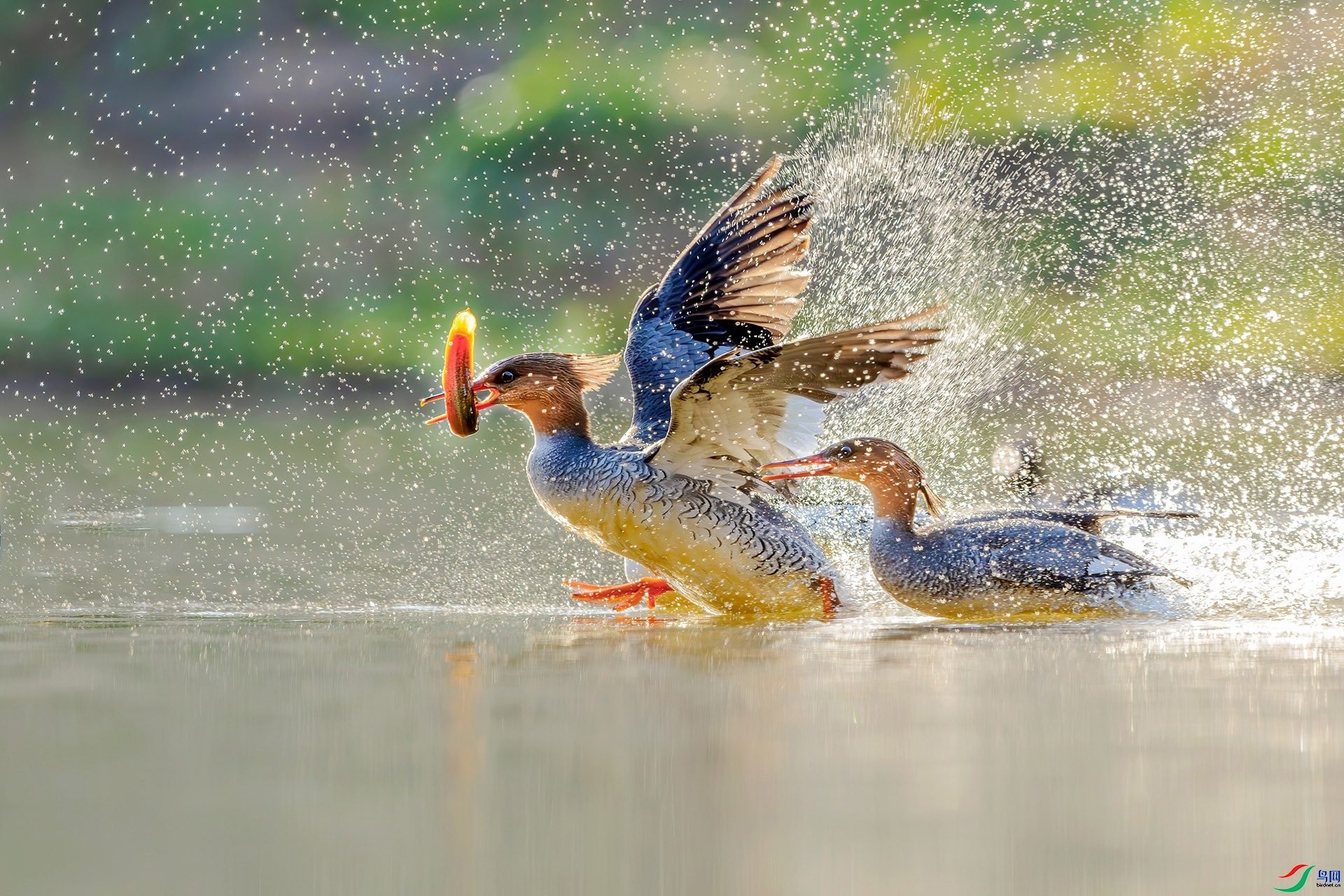 1.23 �ɵ���ʦ��Ʒ  �л���ɳѼ  �ٻ�2026��1��23����Ӱʦ��ҳ����.jpg