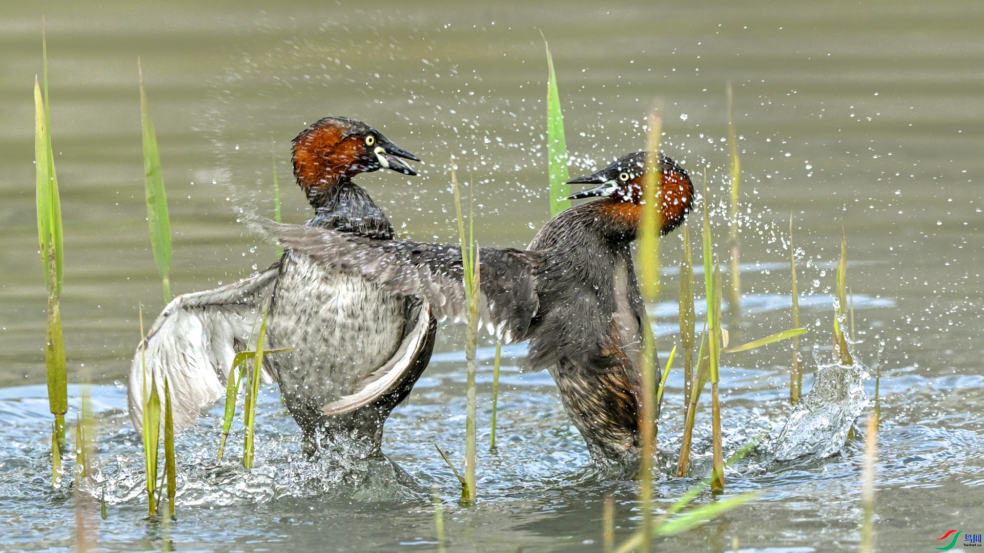 1.24 ��ƽ@��ʦ��Ʒ  СPT  �ٻ�2026��1��24����Ӱʦ��ҳ����.jpg