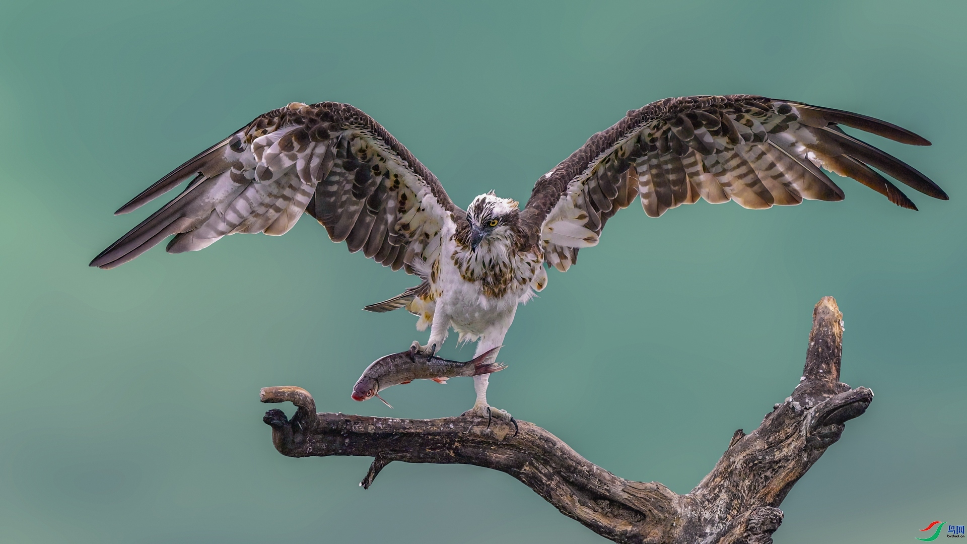 1.25 ��ƽ@��ʦ��Ʒ  ��ʳ  �ٻ�2026��1��25����Ӱʦ��ҳ����.jpg