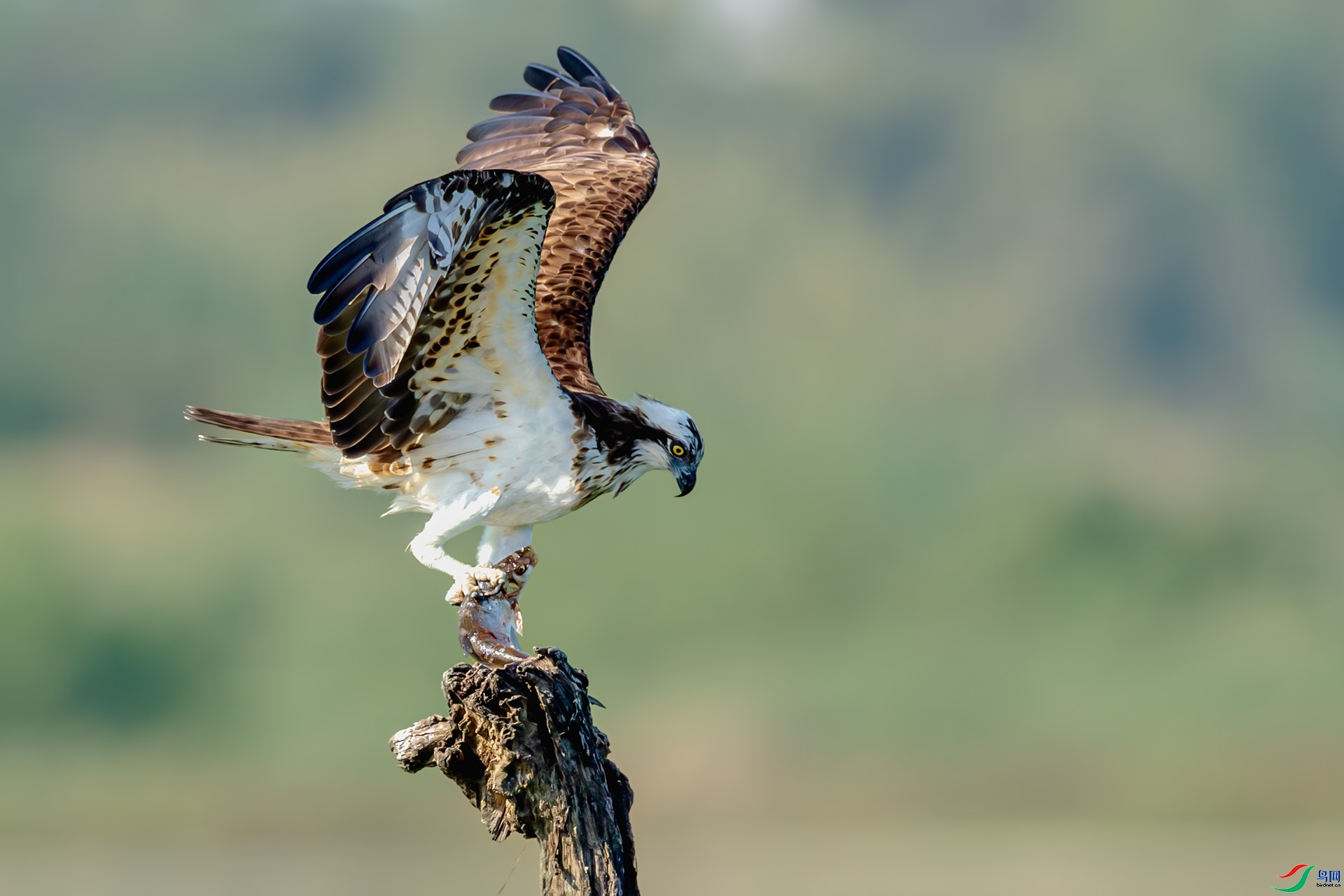 1.27 ����a��ʦ��Ʒ  ץ��  �ٻ�2026��1��27����Ӱʦ��ҳ����.jpg