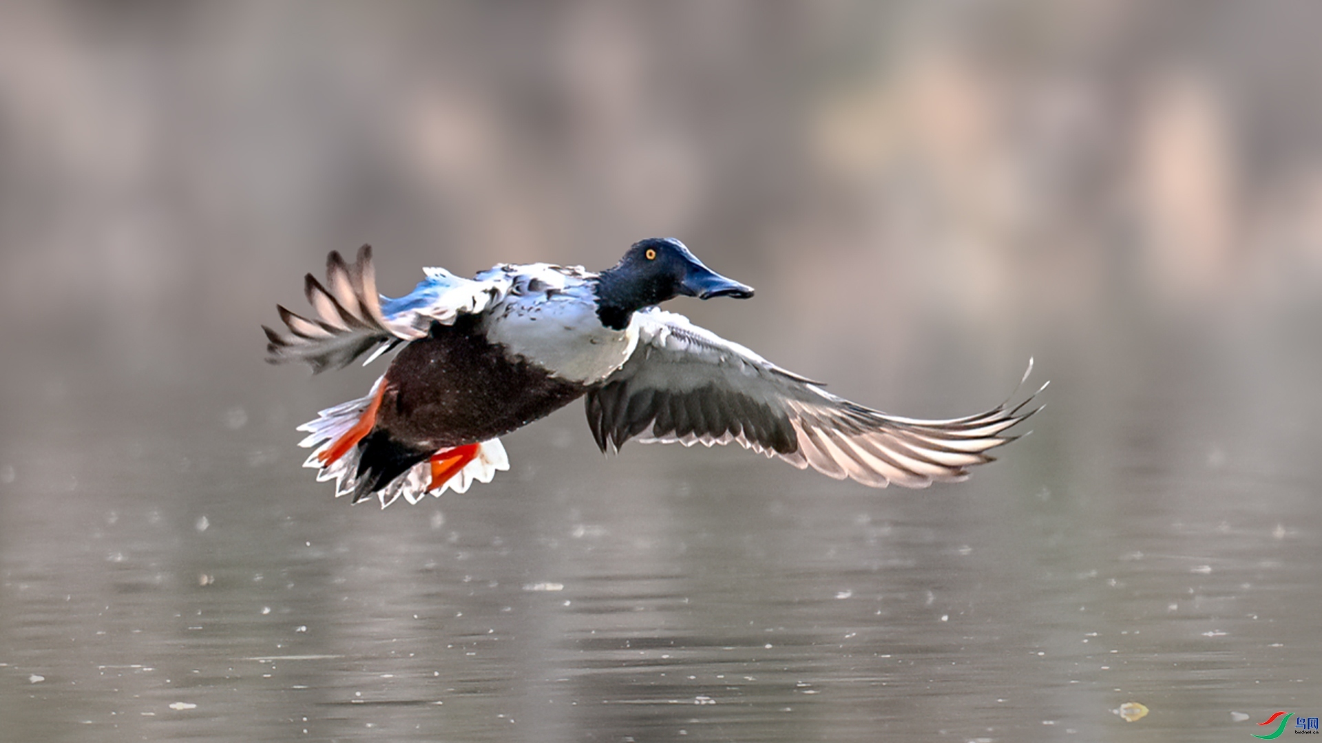 1.28 ������@��ʦ��Ʒ  ����Ѽ  �ٻ�2026��1��28�ջ�Ա��ҳ����.jpg