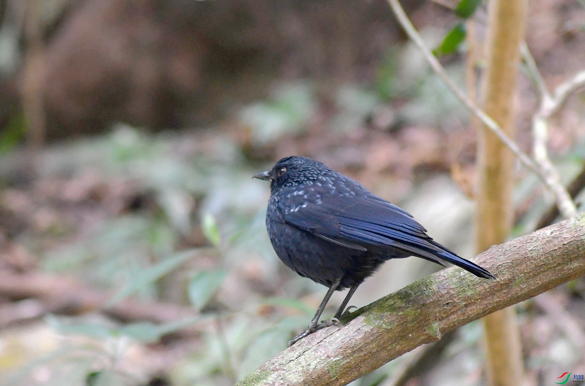 DSC_6961.jpg