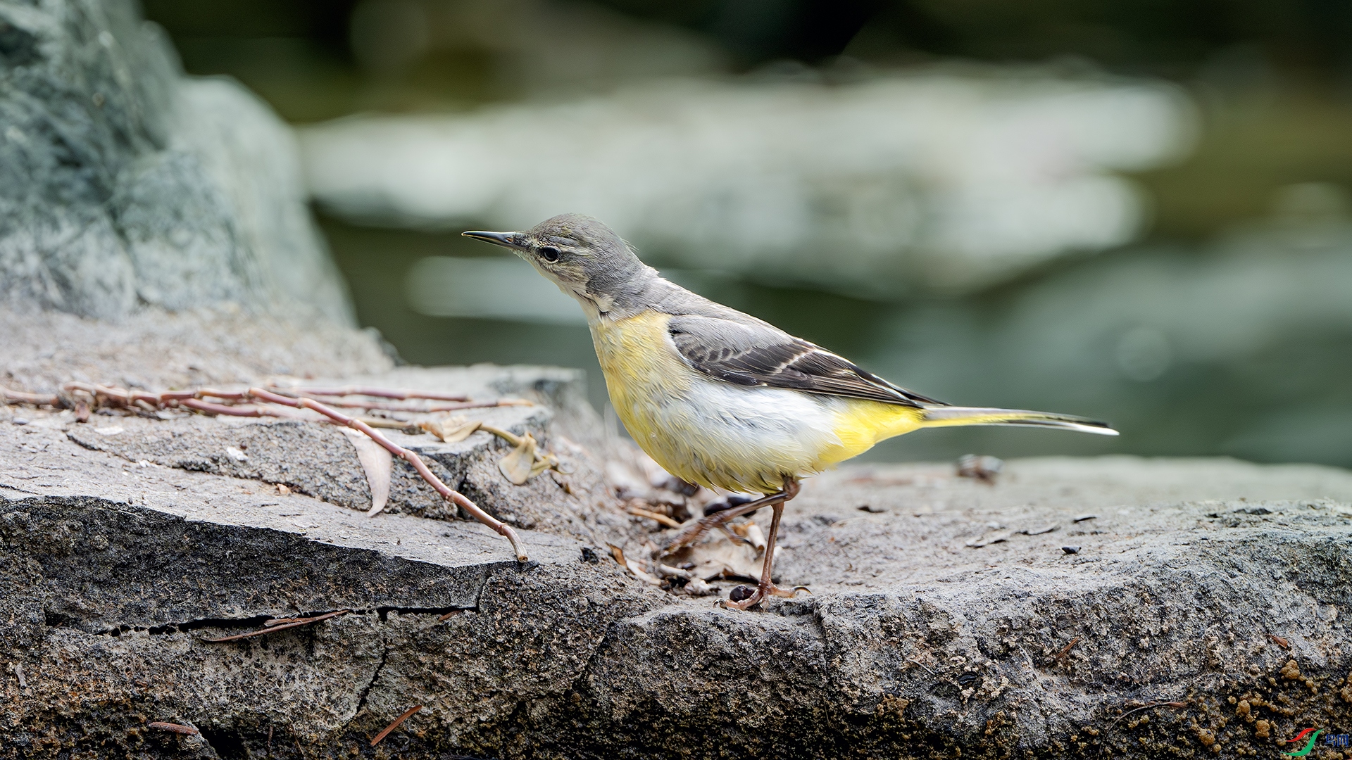 DSC_4874-����ǿ-NR ����.jpg