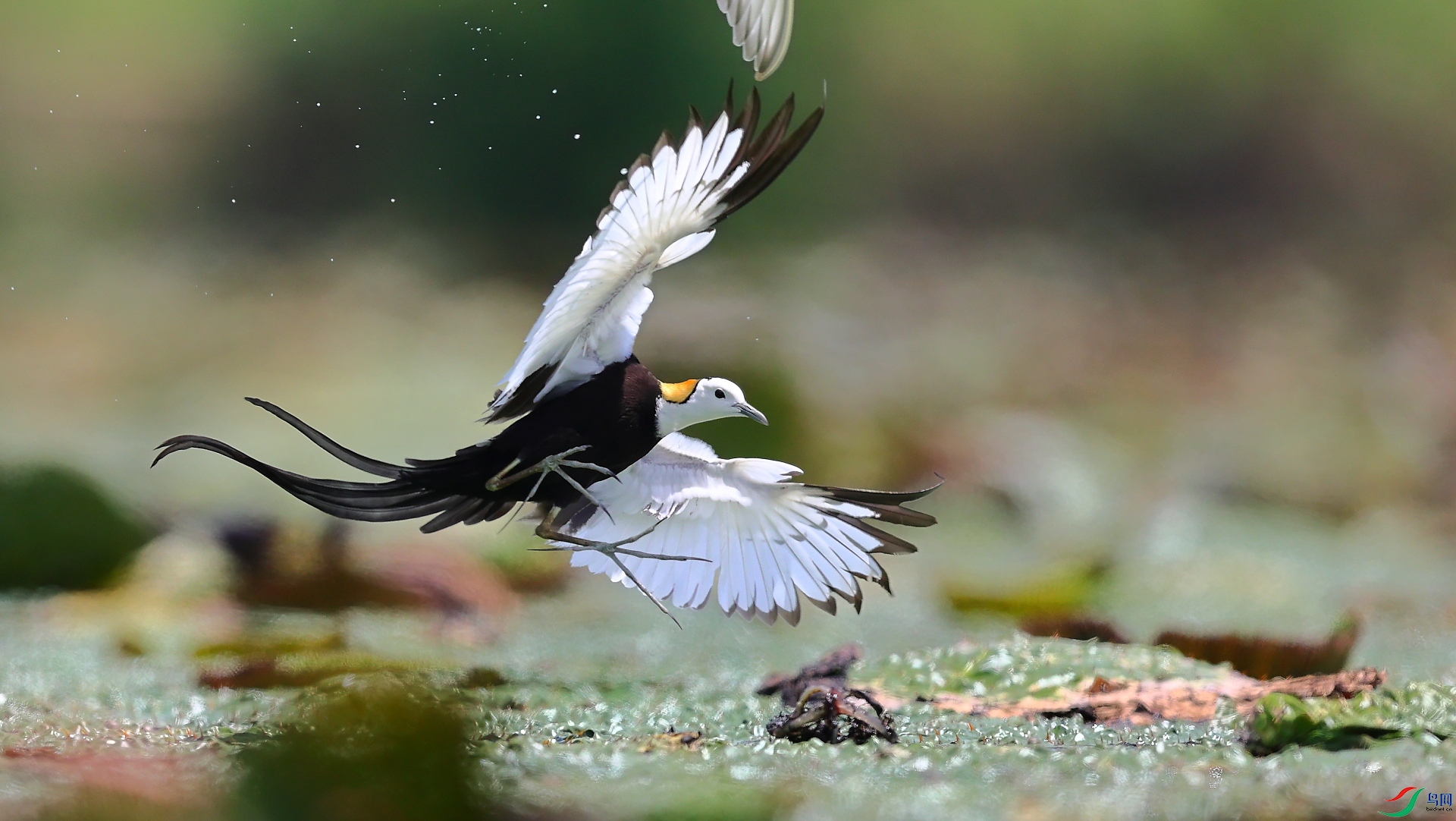 AC1I6580_���� - ����.jpg