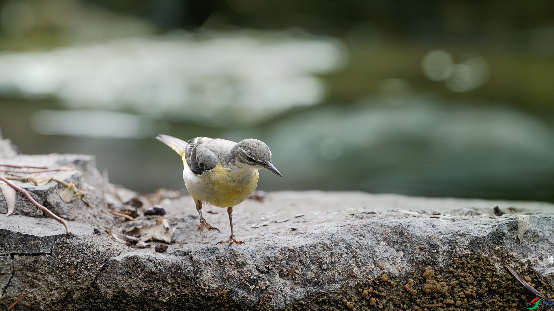 DSC_4870-����ǿ-NR ����.jpg